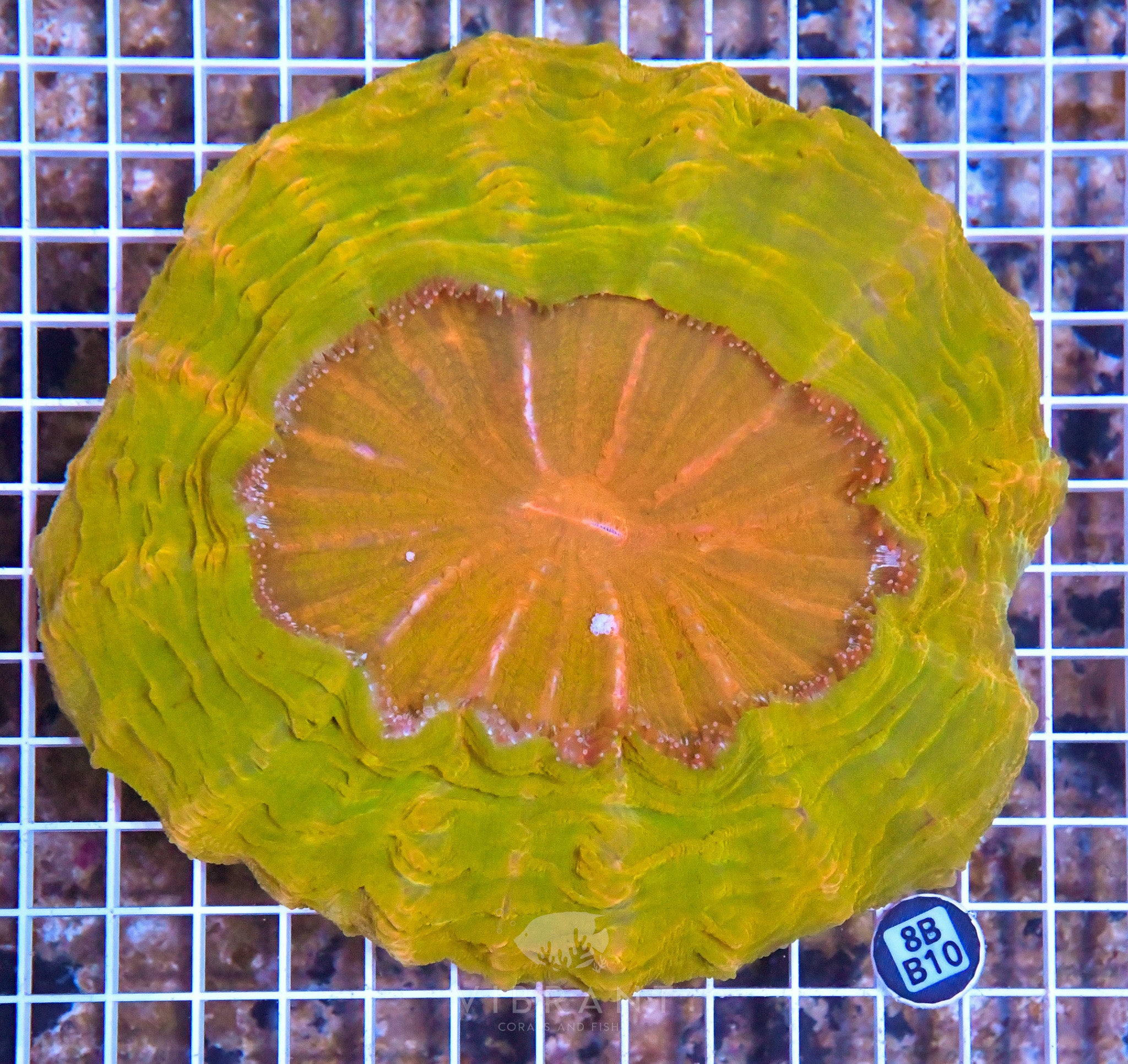 Acanthophyllia INDO W