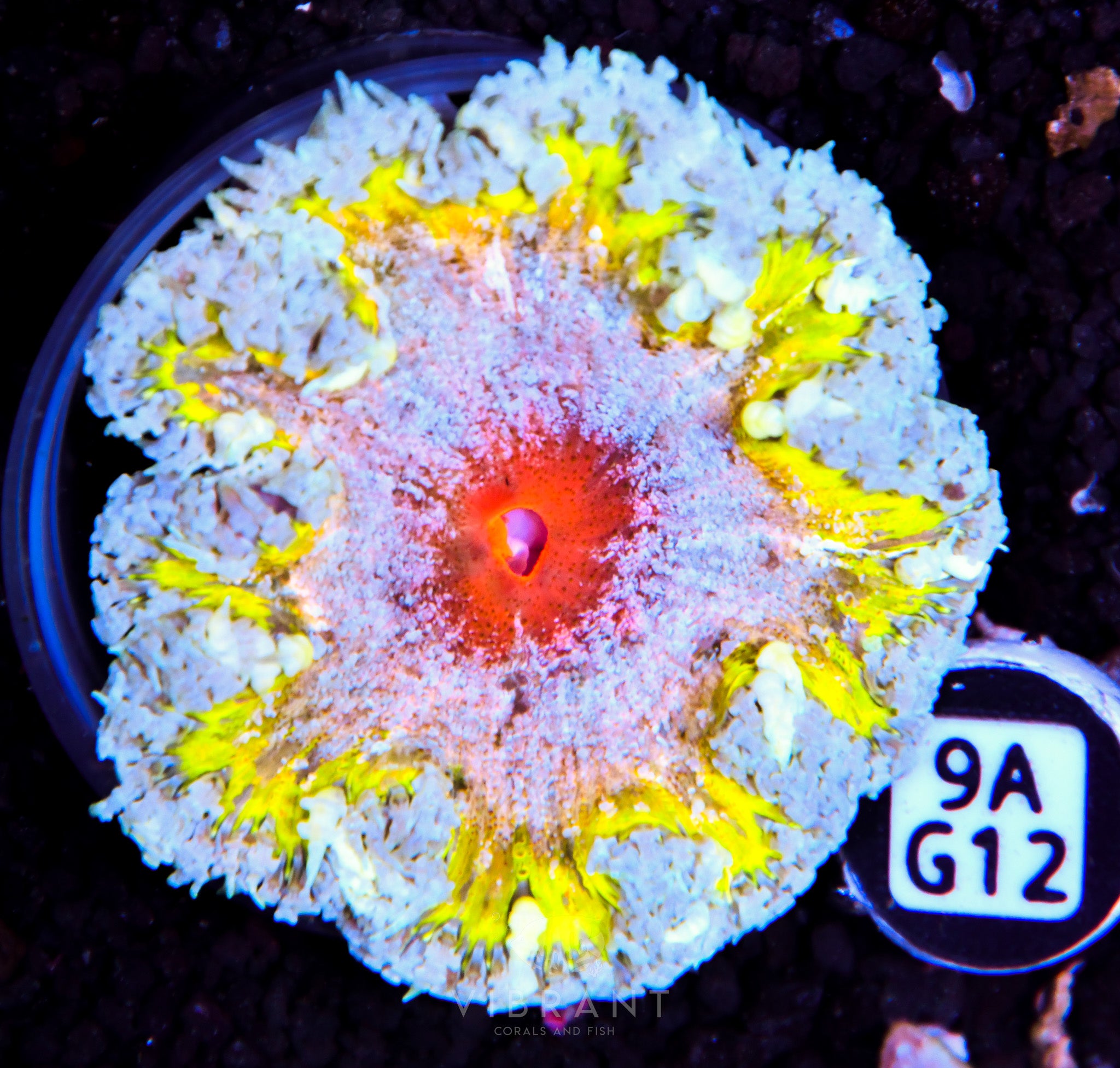 ⭐️ Rock Flower Anemone