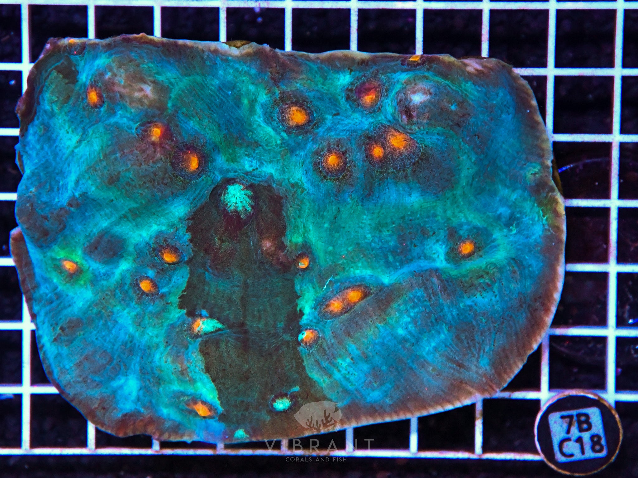 Chalice Ultra INDO W