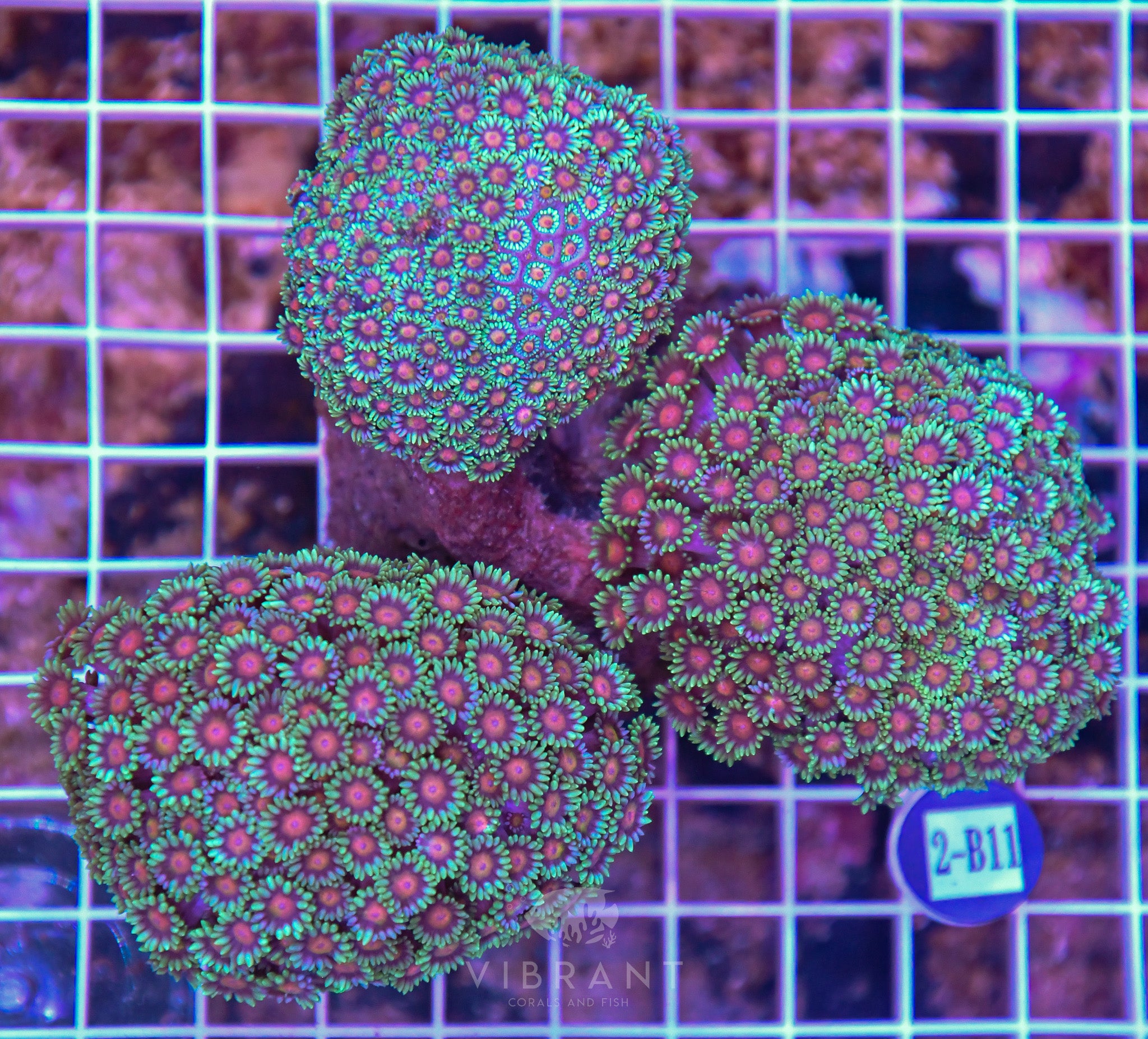 Goniopora INDO W