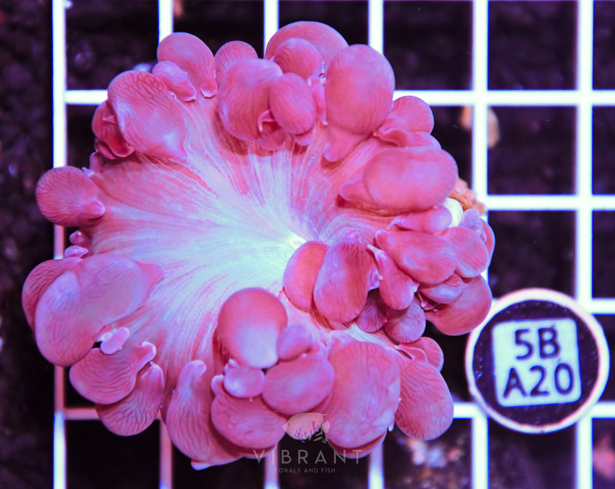 Bubble Coral AUS
