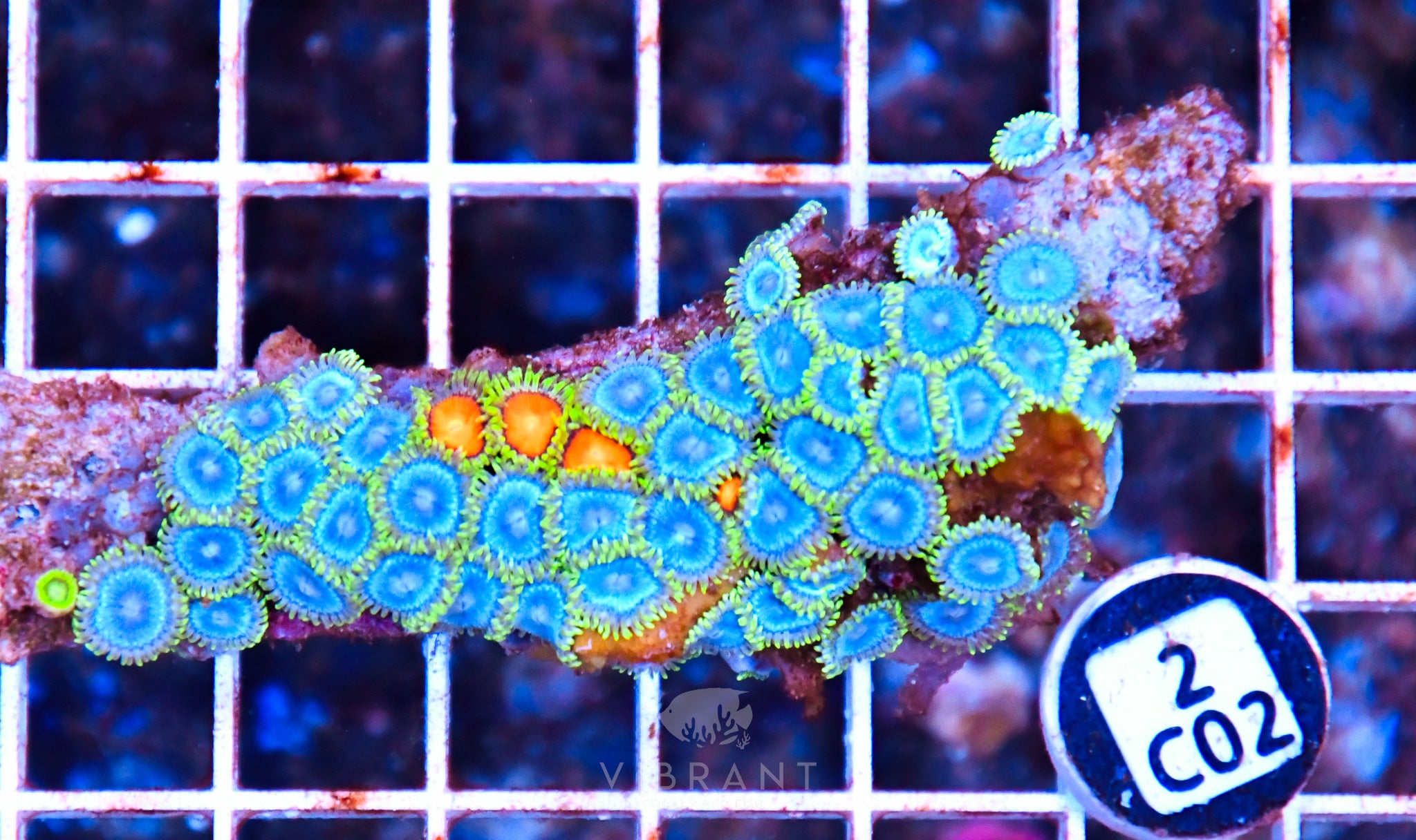 Zoa AUS