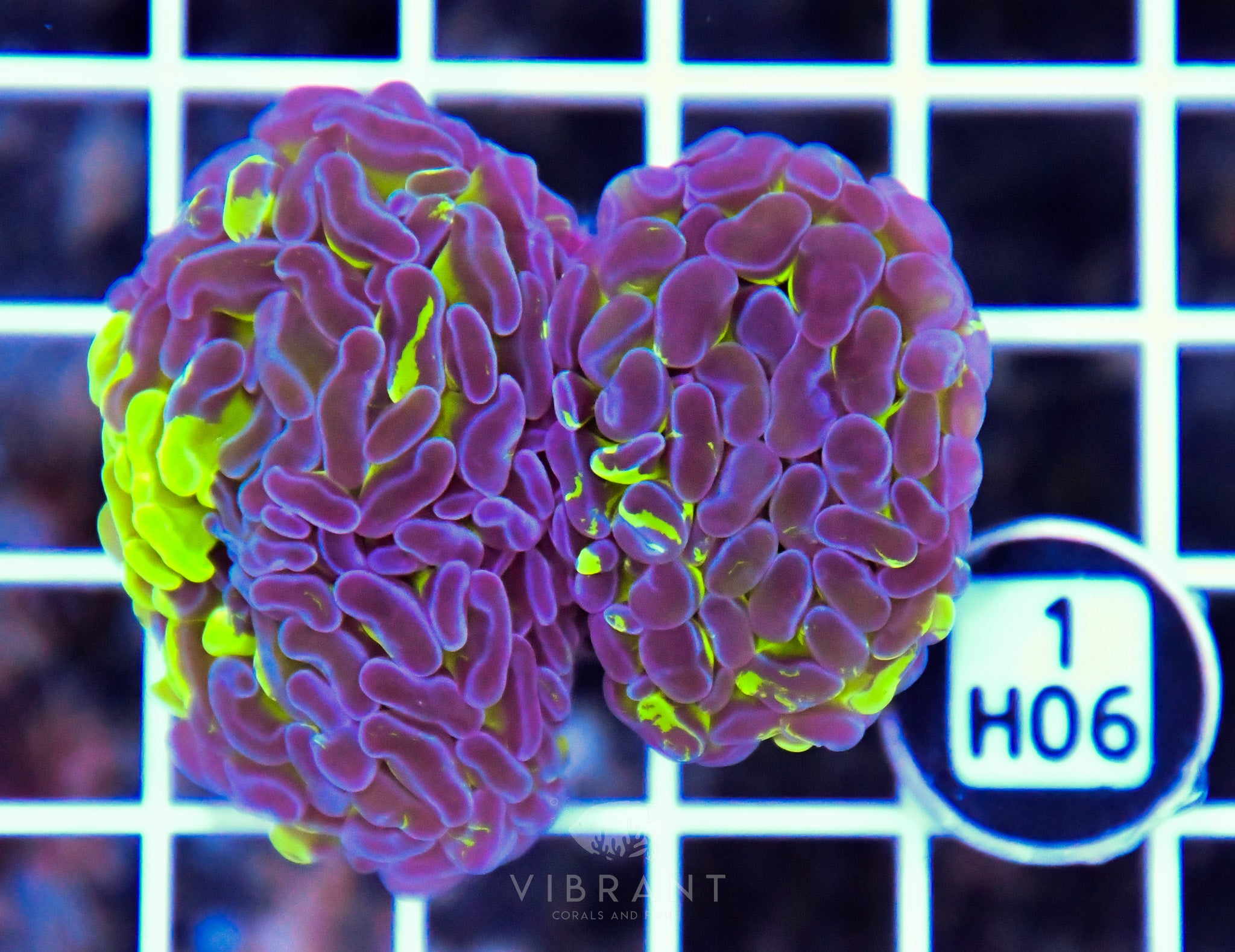 Hammer Branching AUS