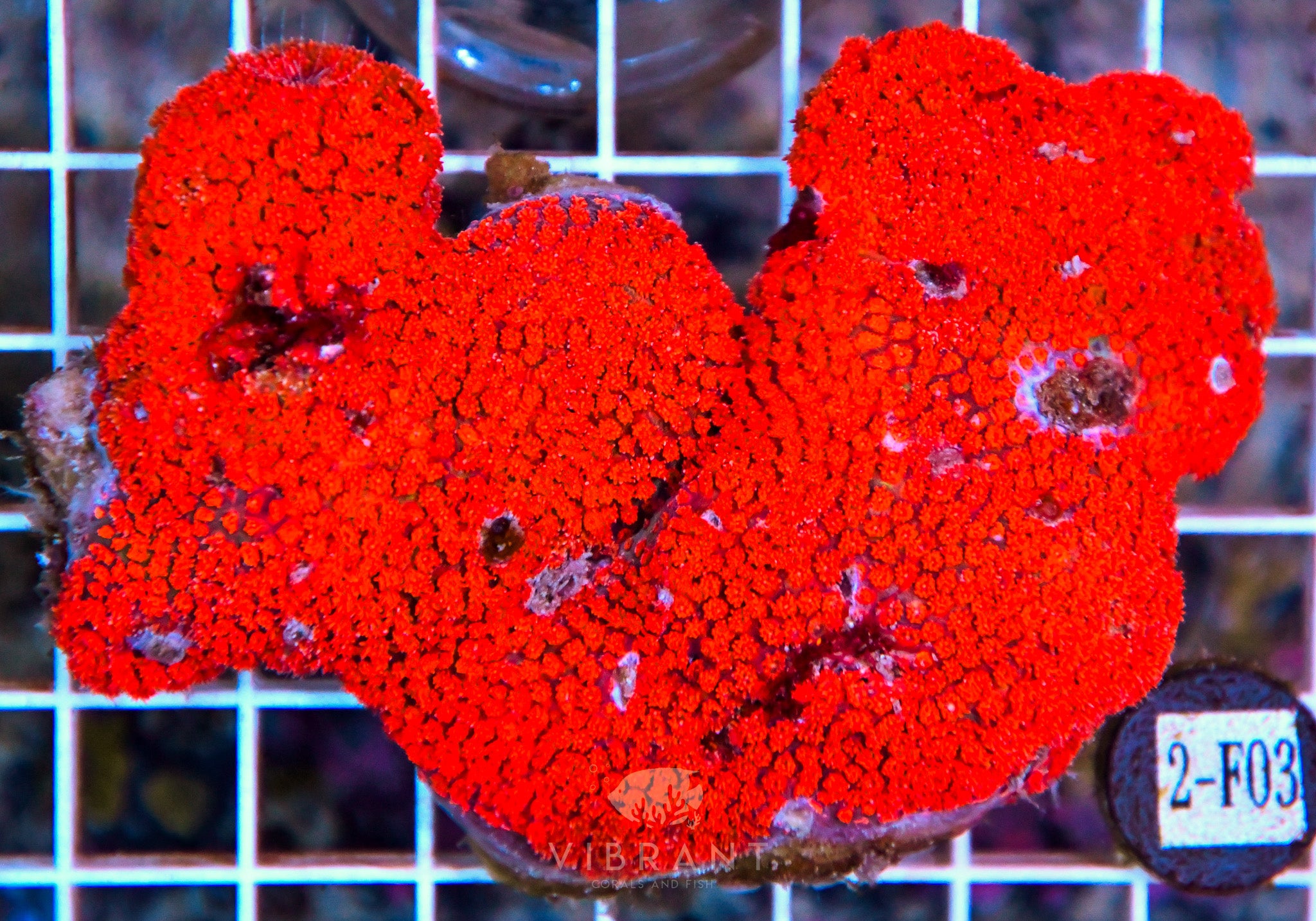 Goniopora (Bernardipora) INDO W