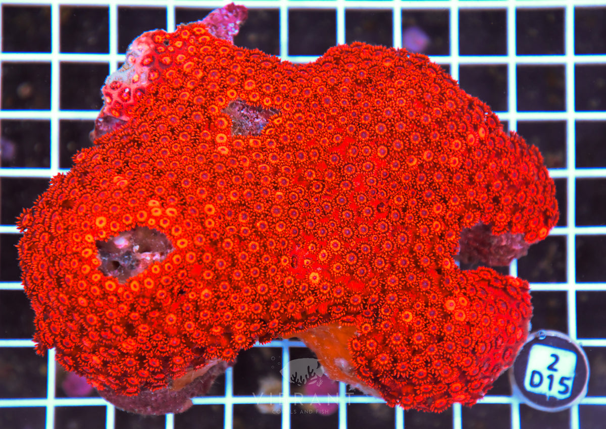 Goniopora INDO