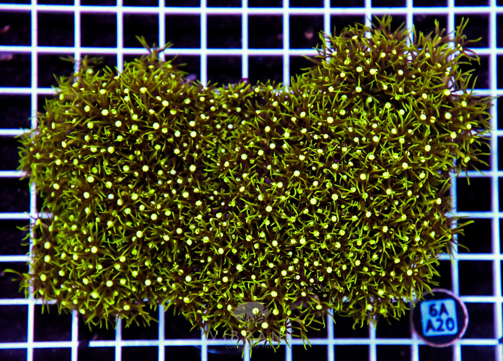 Star Polyp INDO W