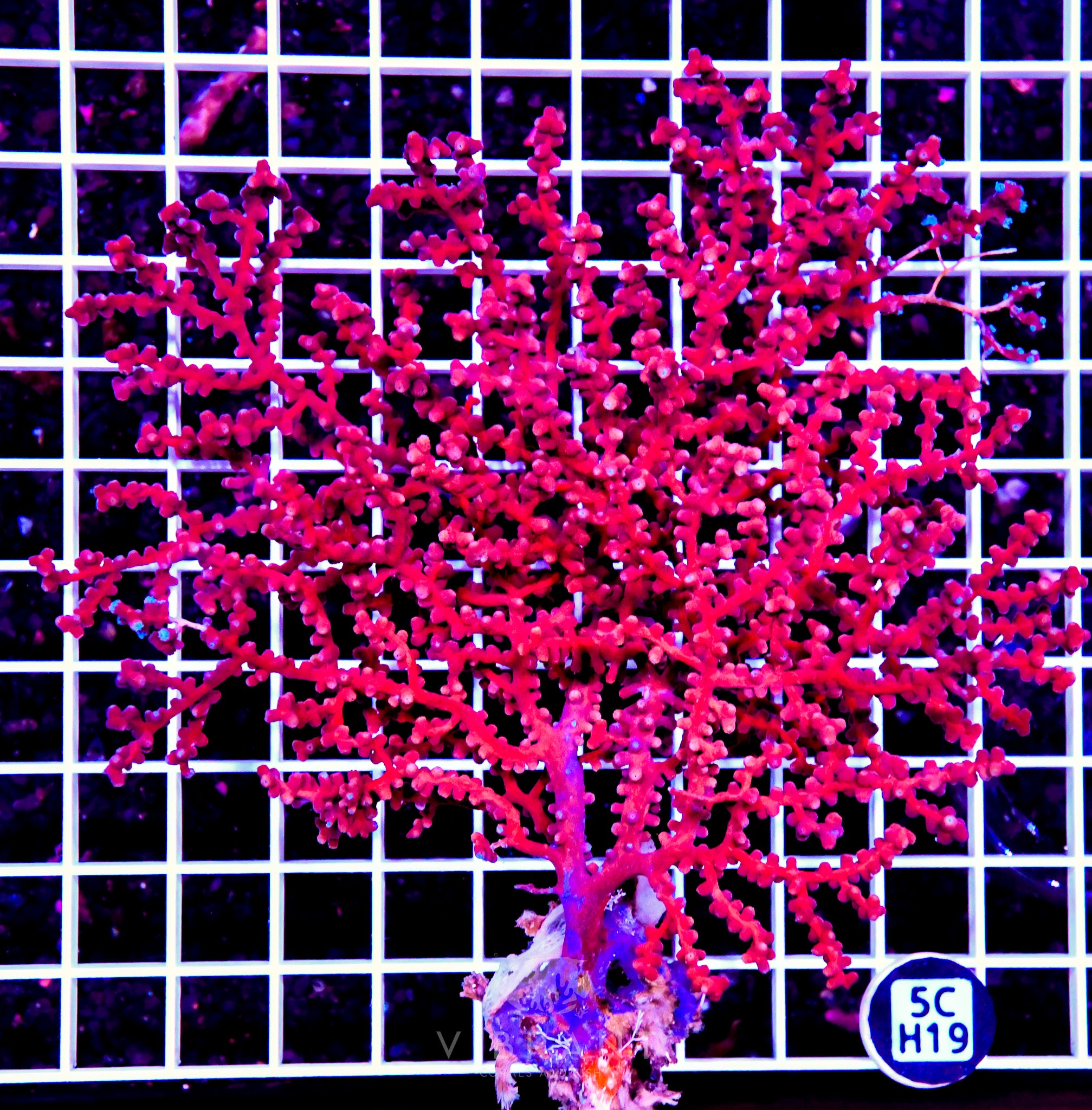 Gorgonian INDO W