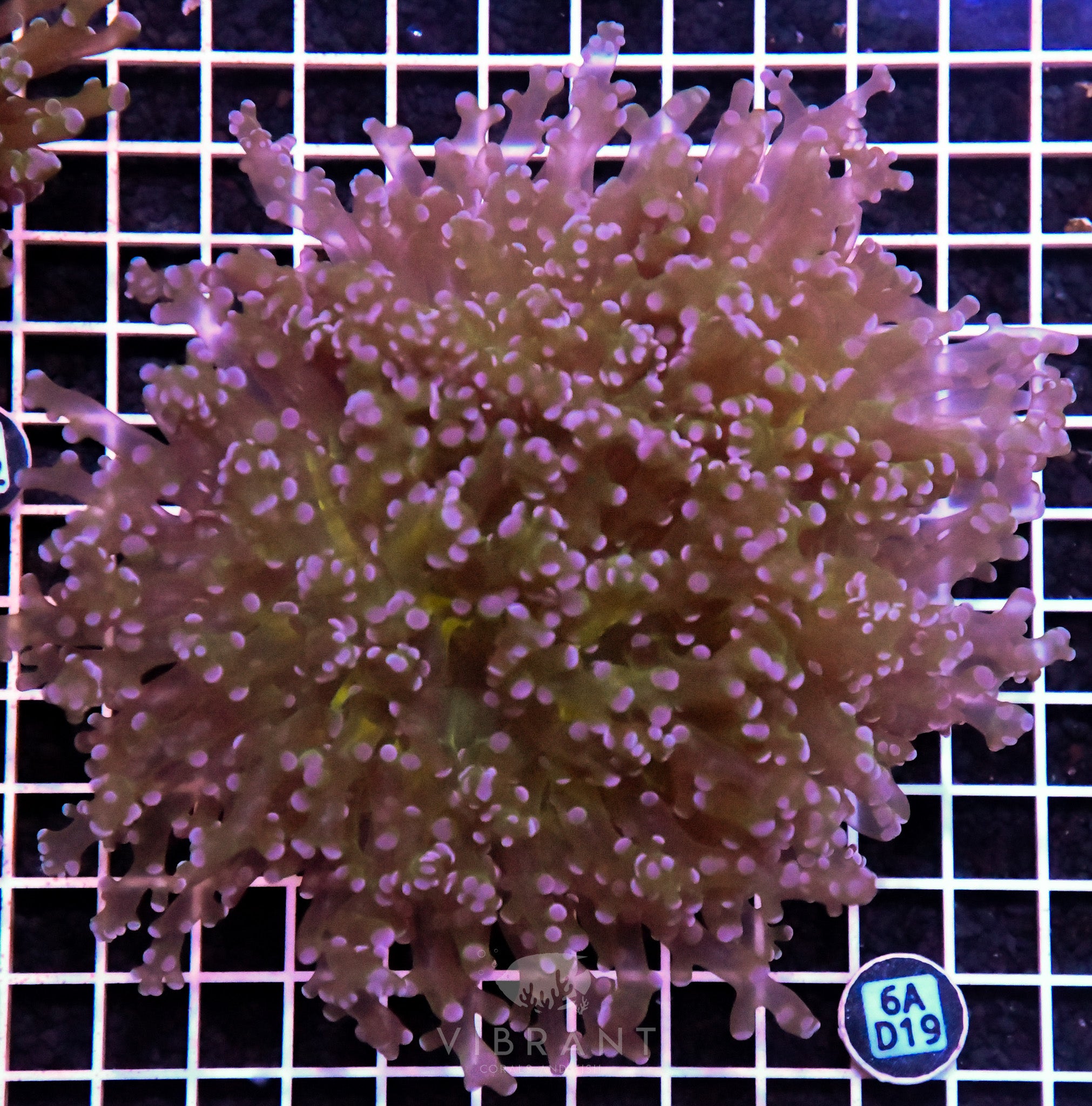 Octospawn Branching INDO