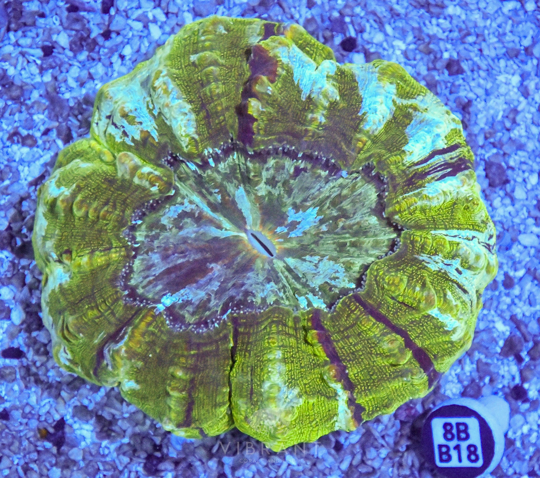 Acanthophyllia  INDO W