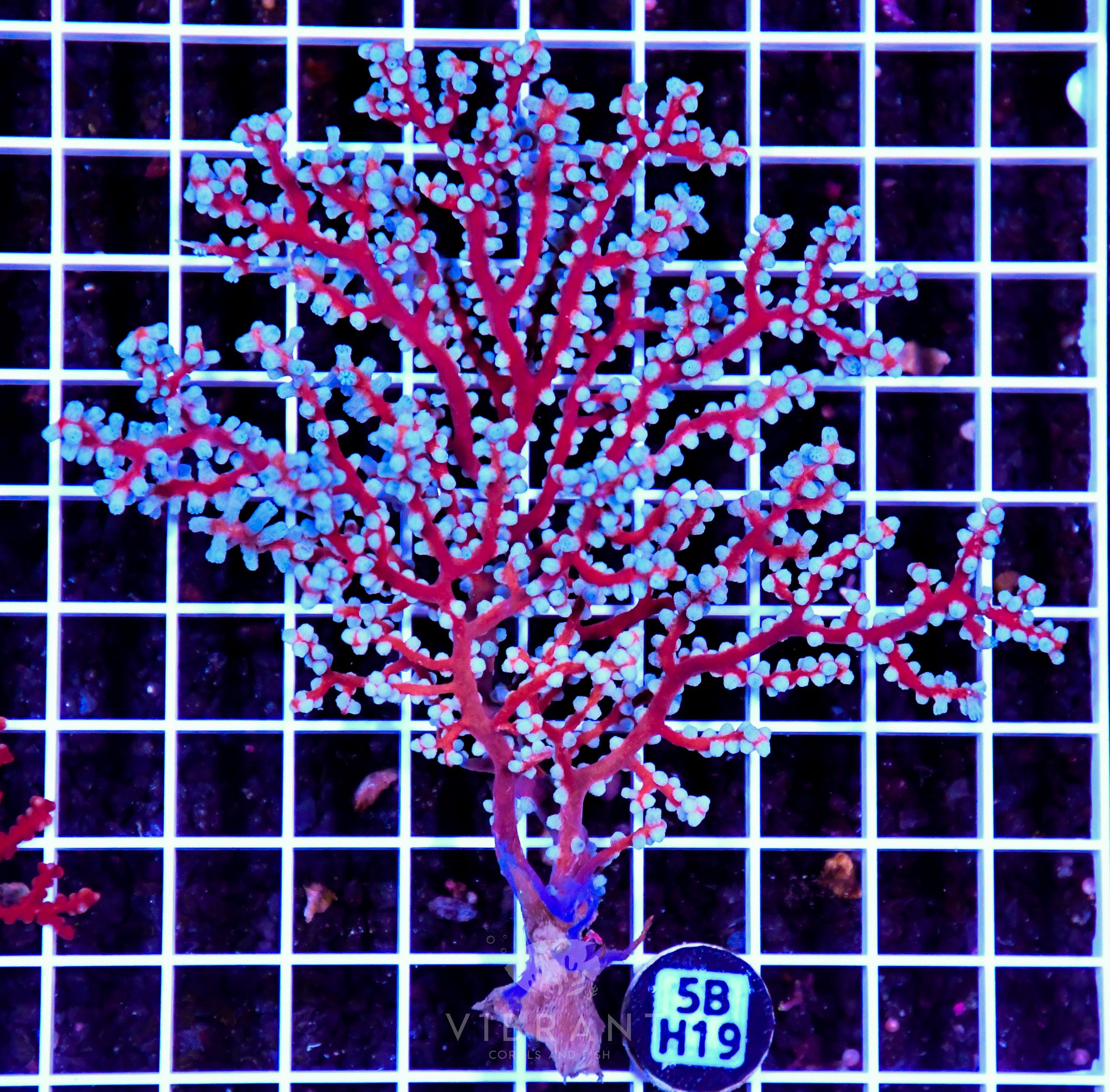 Gorgonian INDO W