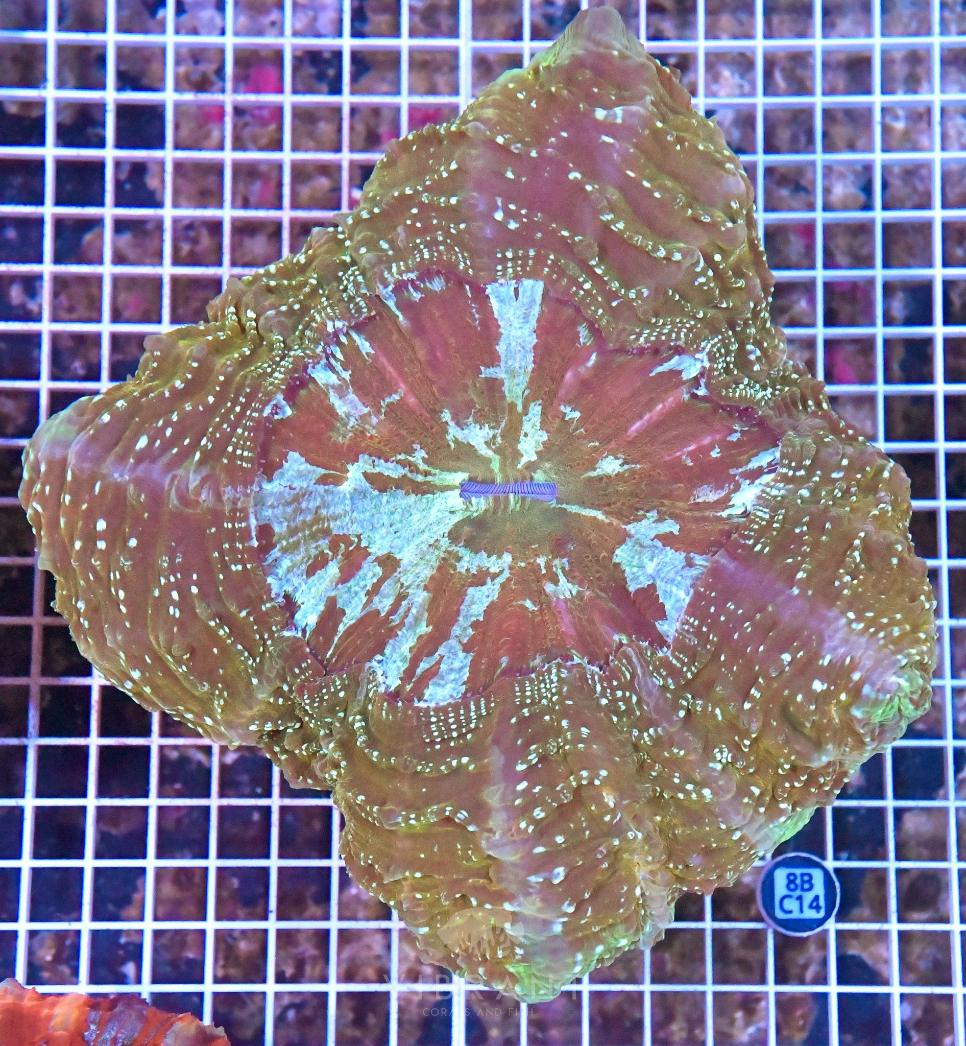 Acanthophyllia INDO W