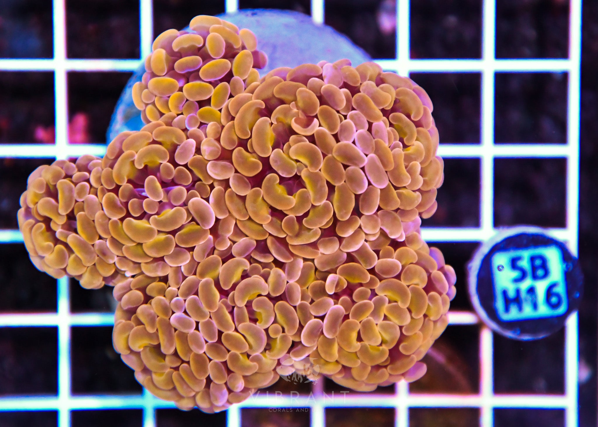 Hammer Branching INDO