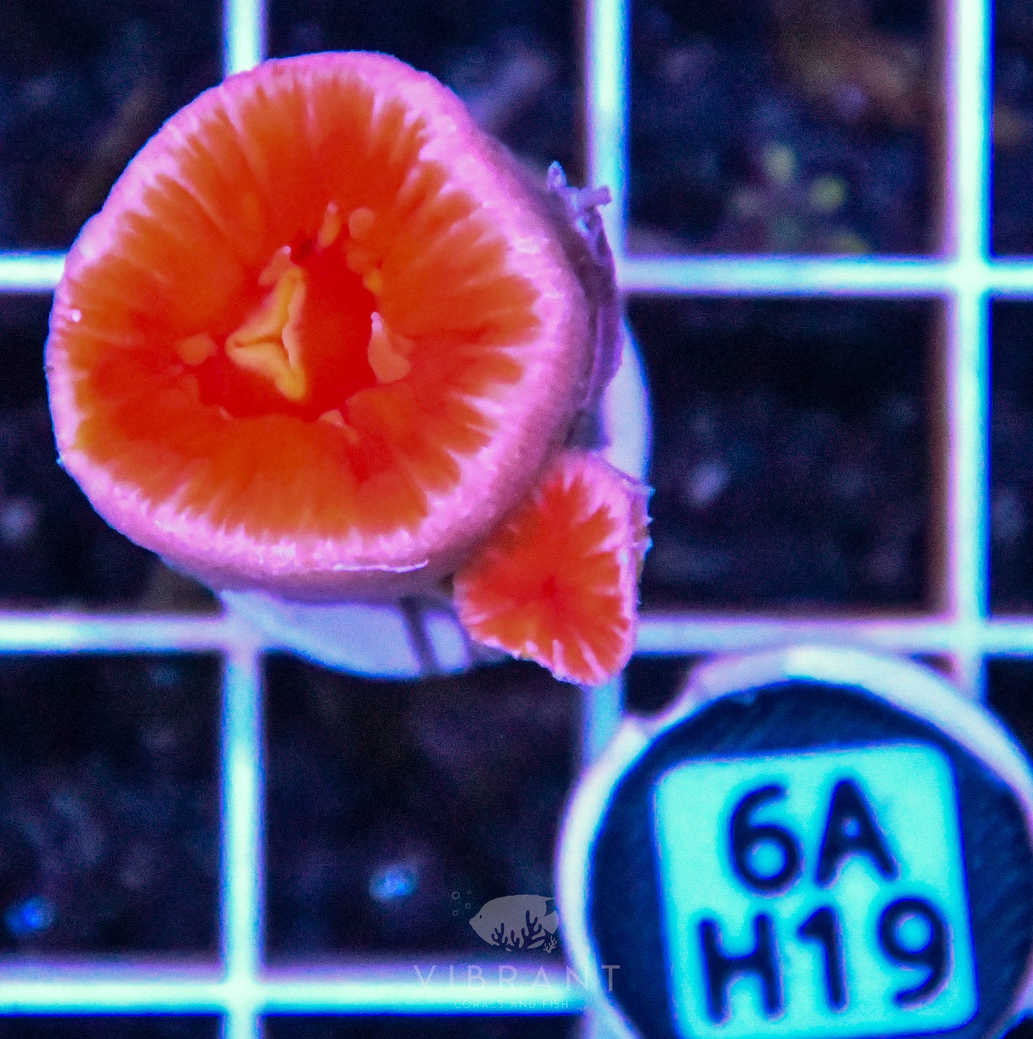 Dendro Fat Head ASIAN