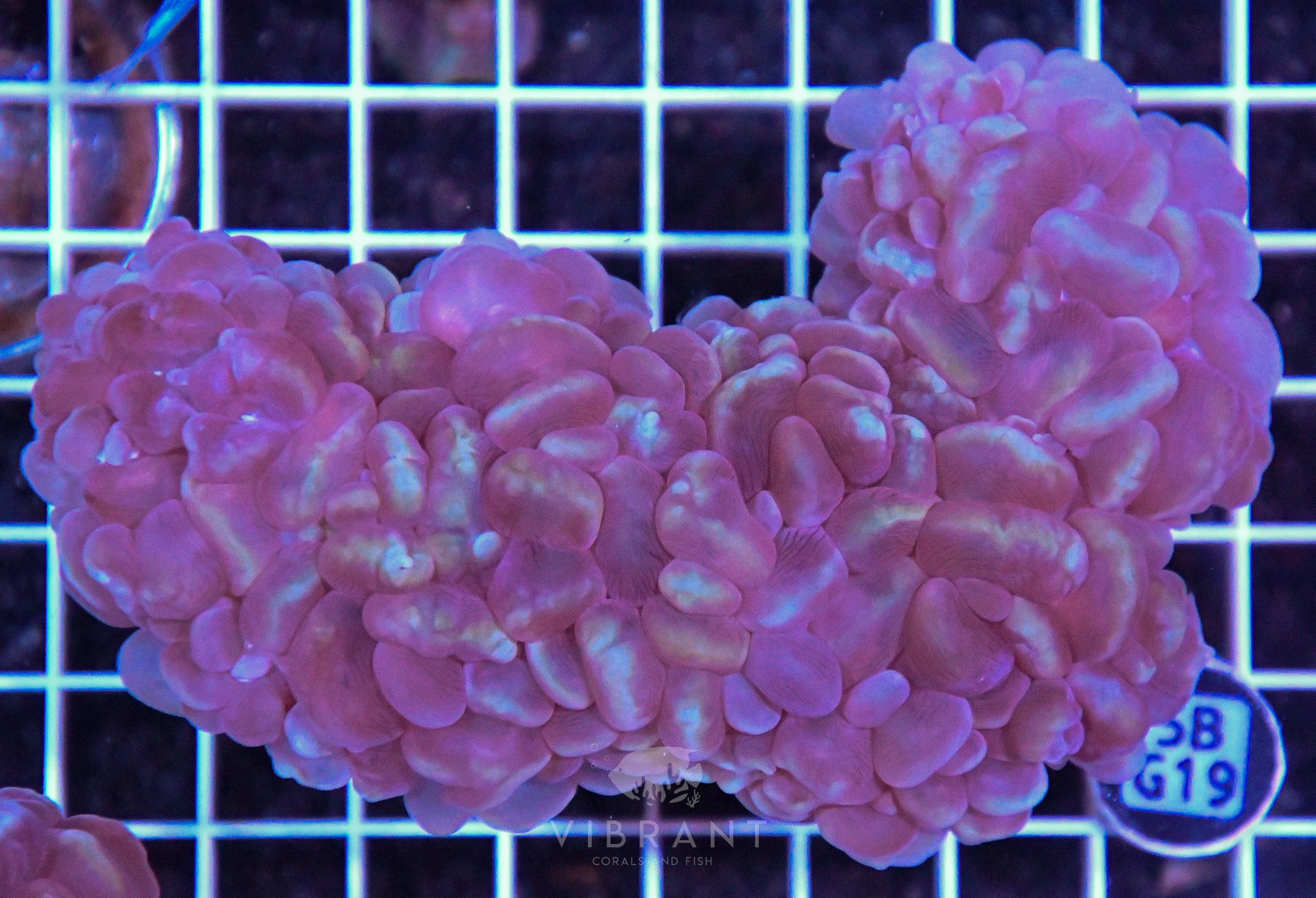 Bubble Coral AUS