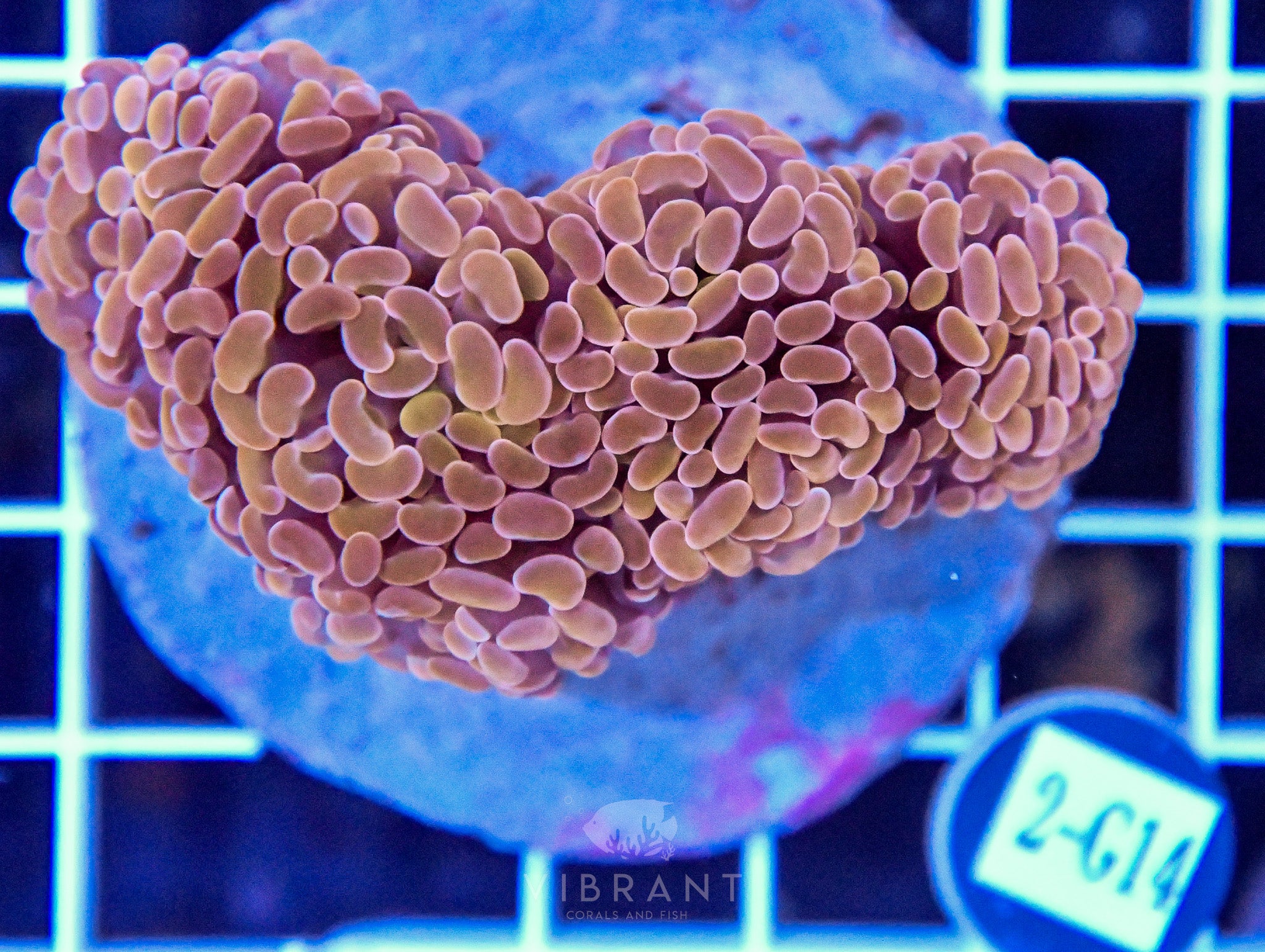 Hammer Branching INDO