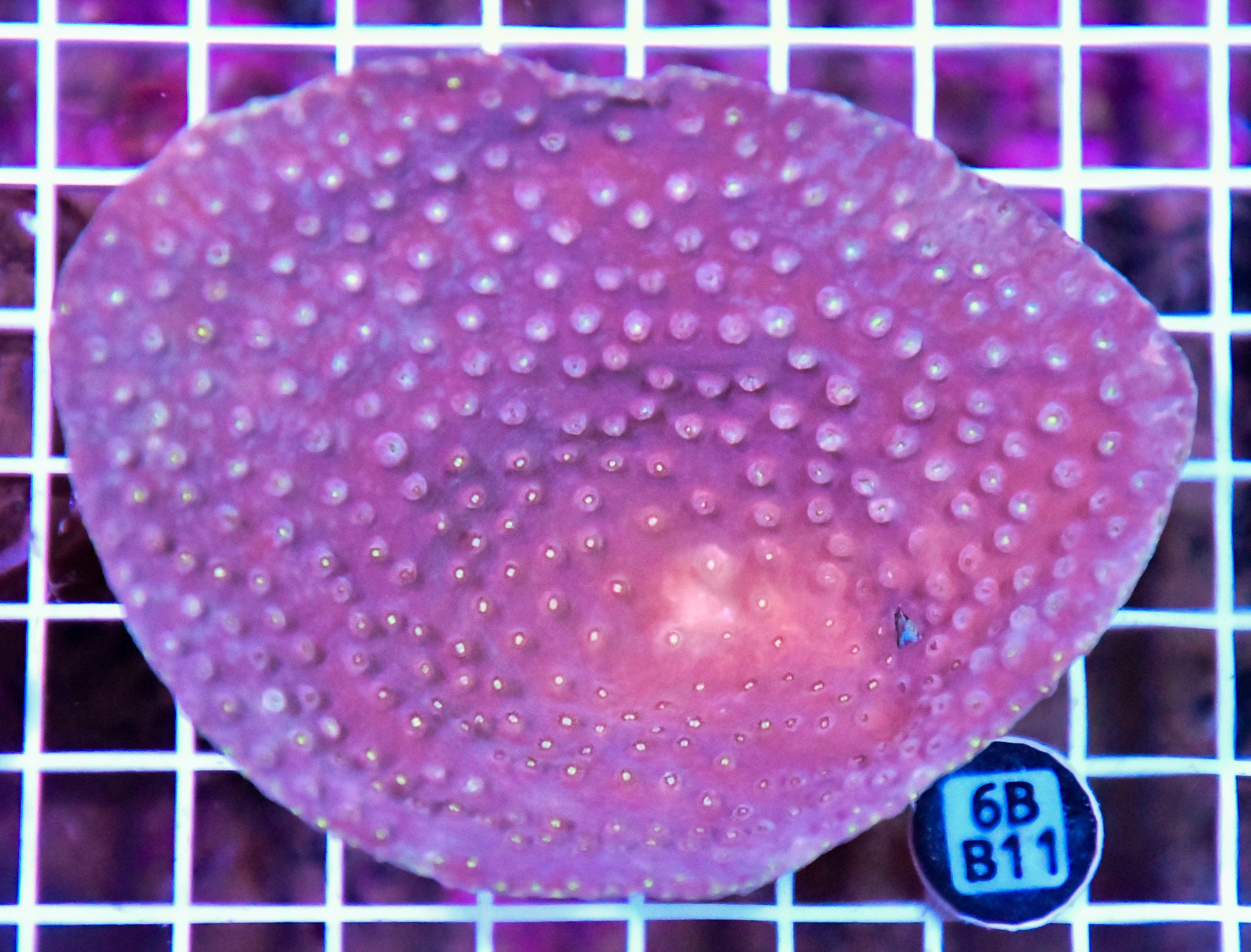 Turbinaria AUS