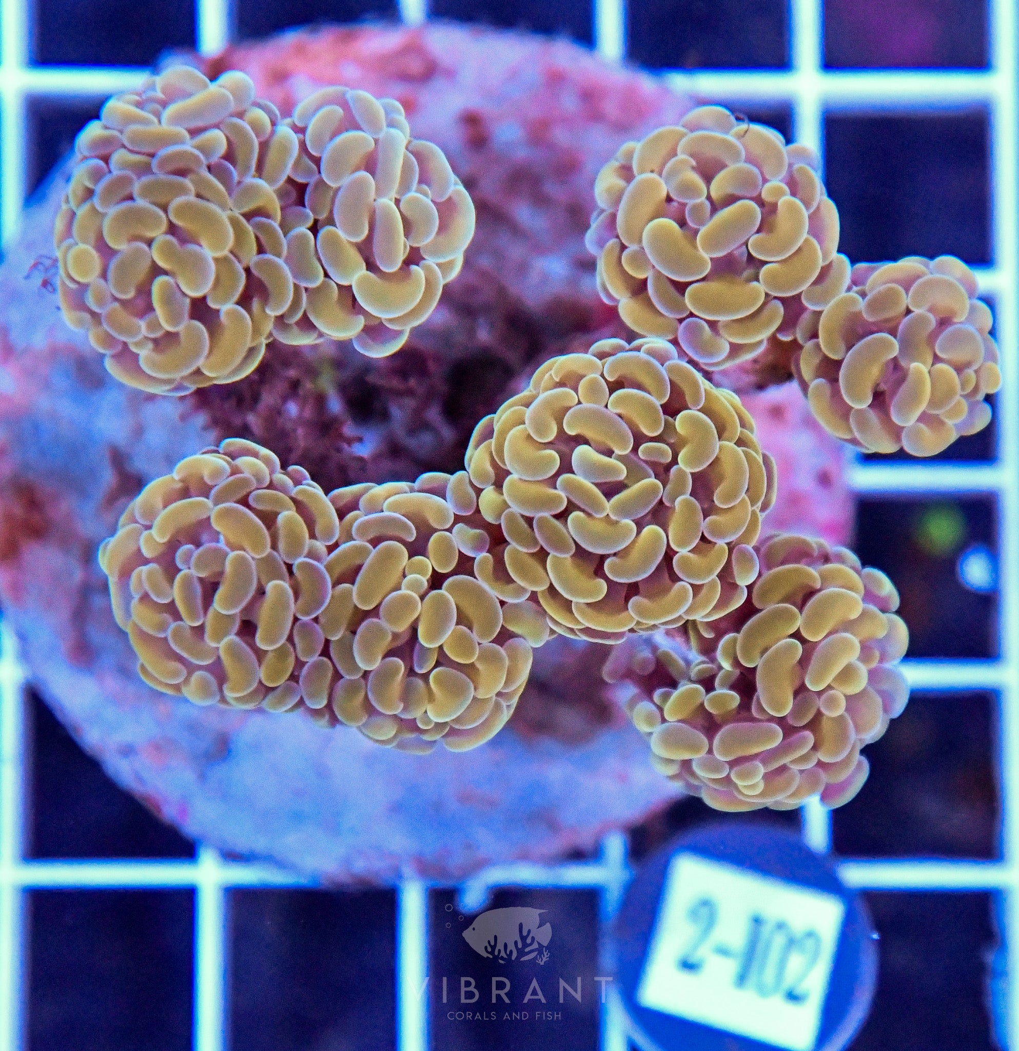 Hammer Branching INDO