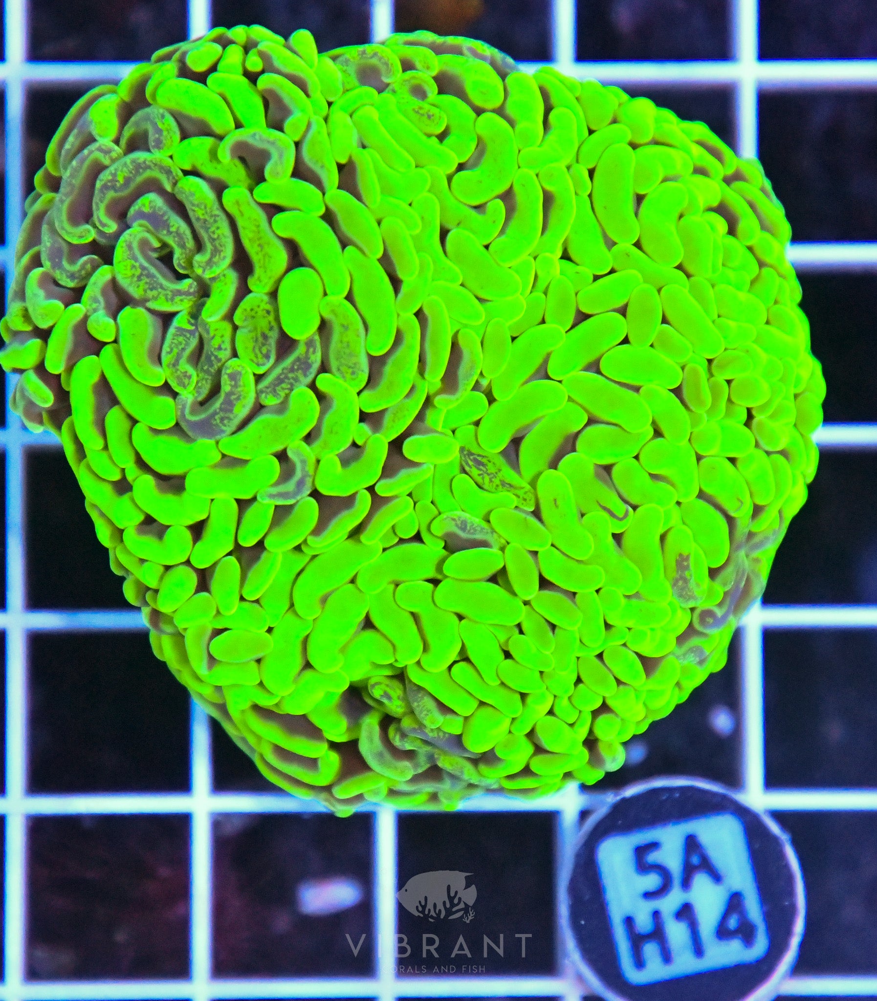 Hammer Branching AUS