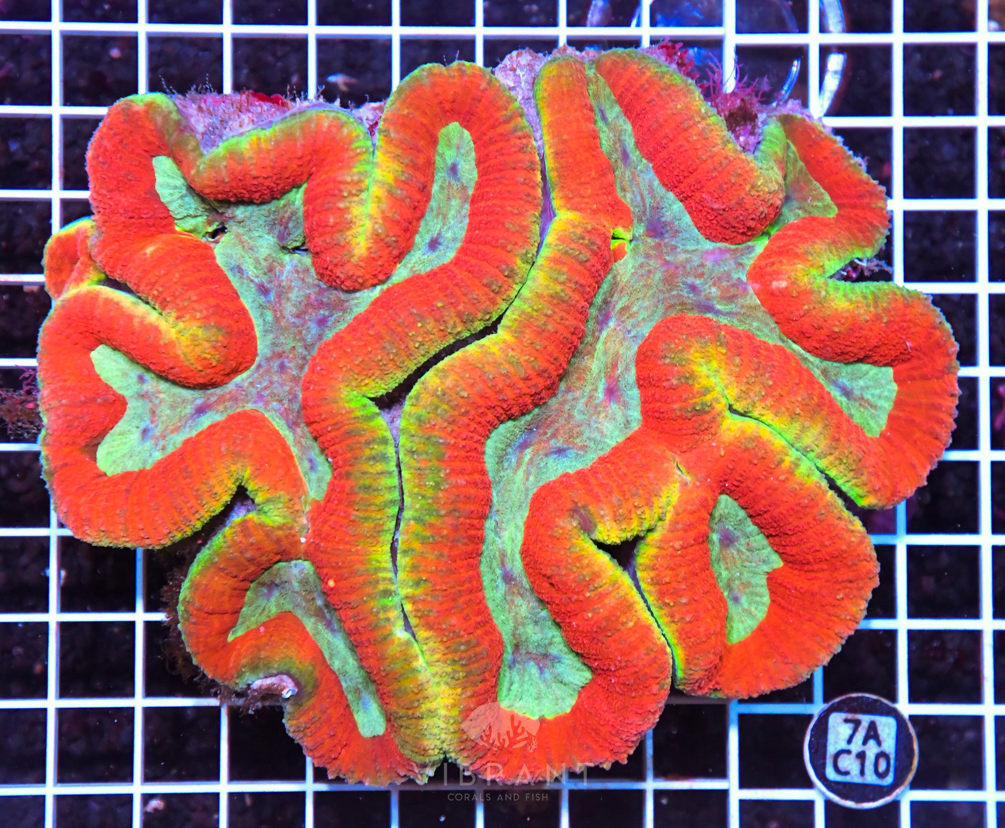 ⭐️ Symphyllia INDO W