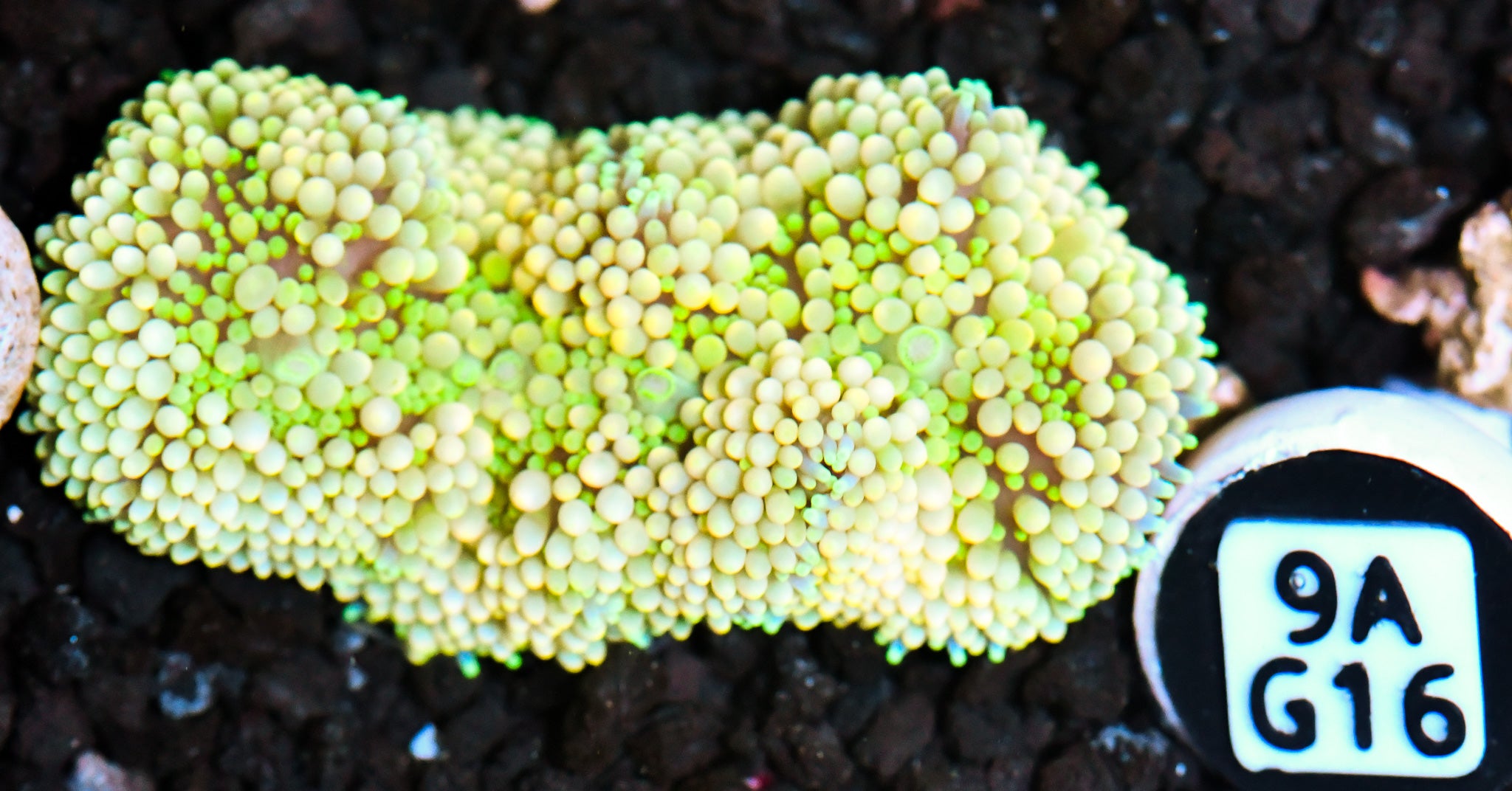 Ricordea Mushroom