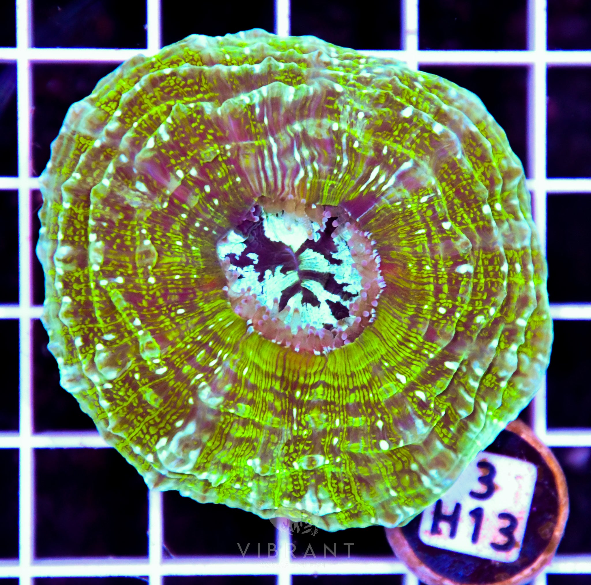 Acanthophyllia AUS