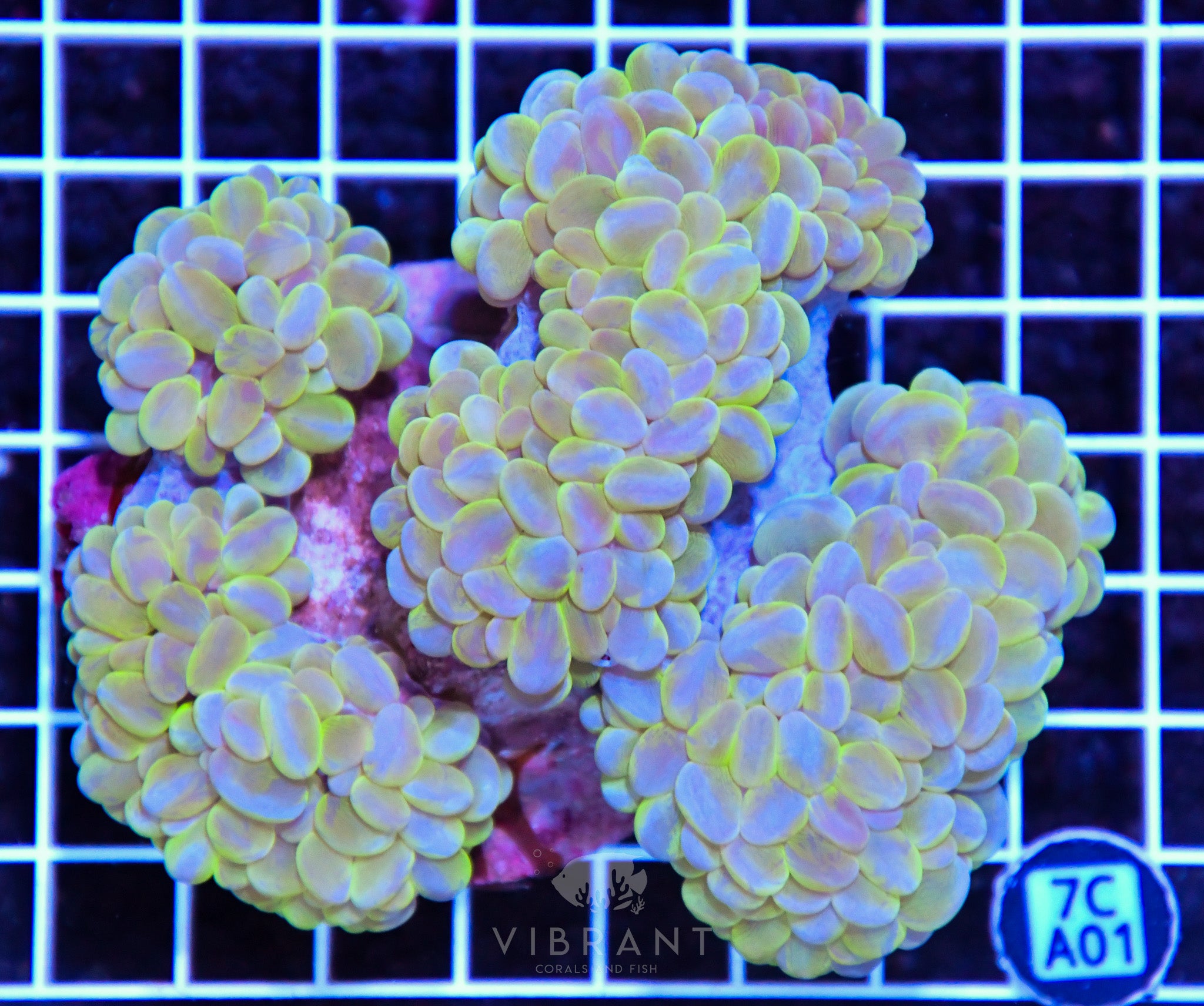 Bubble Coral INDO