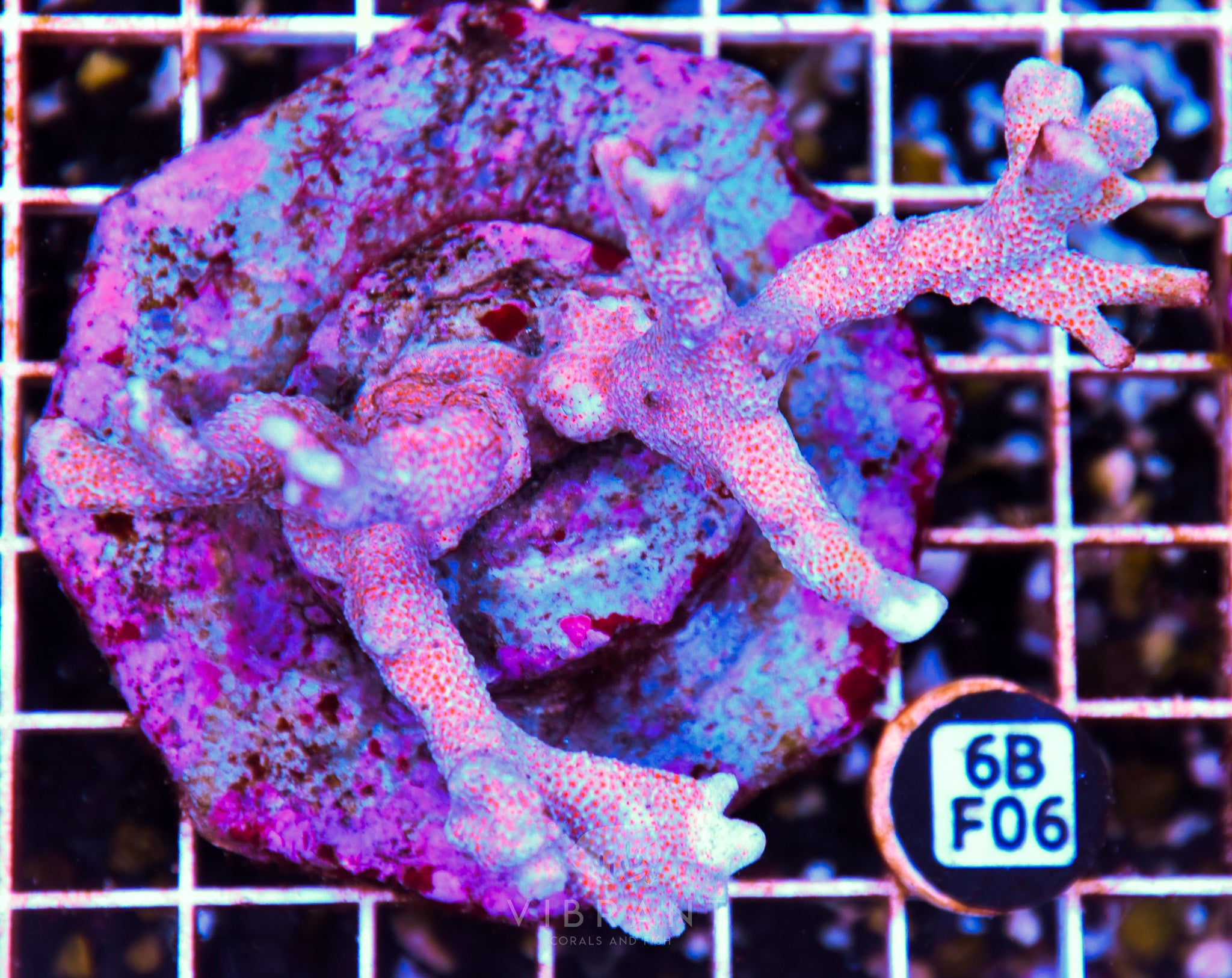 Montipora Digitata INDO