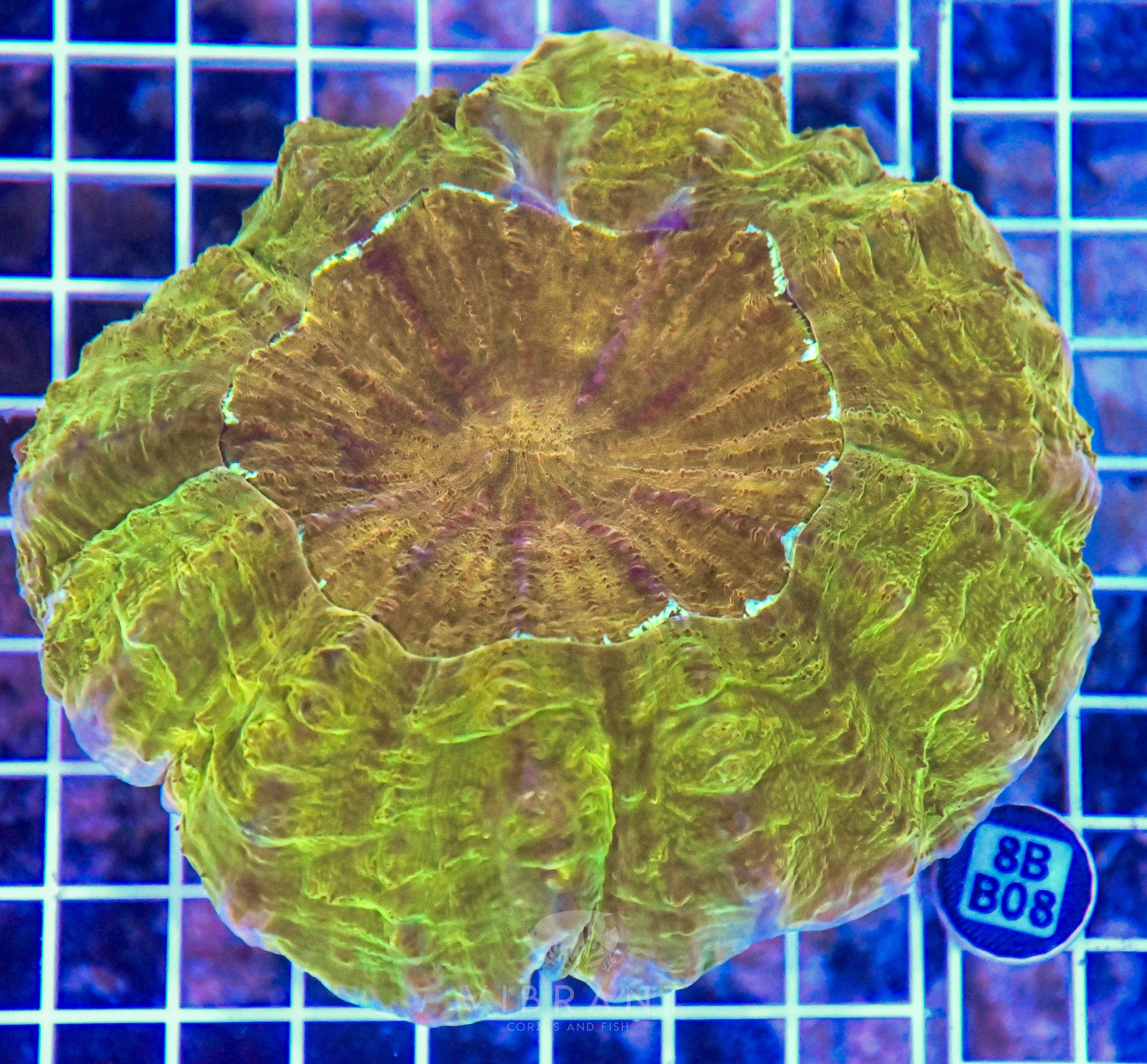 Acanthophyllia INDO W