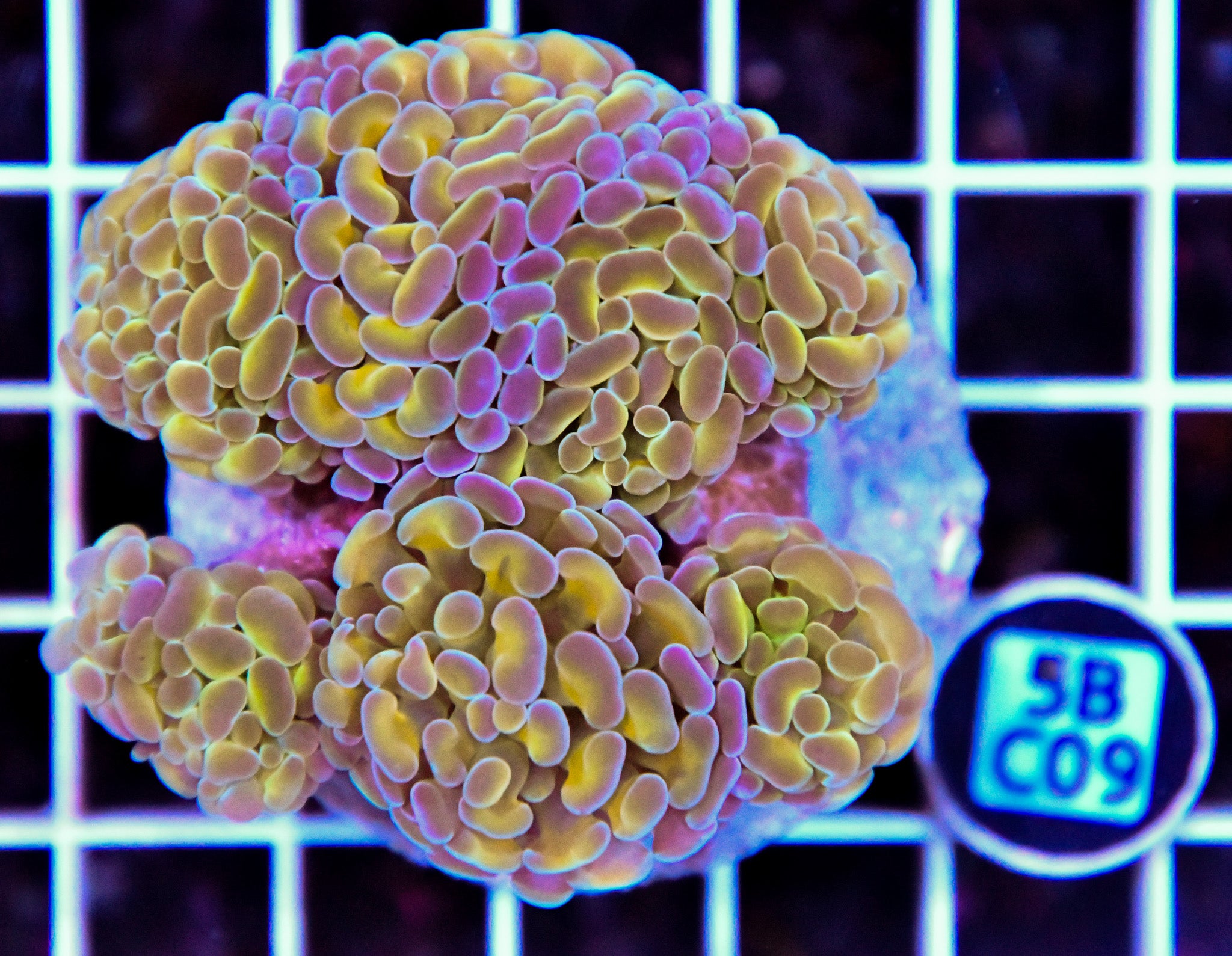 Hammer Branching INDO Halogram