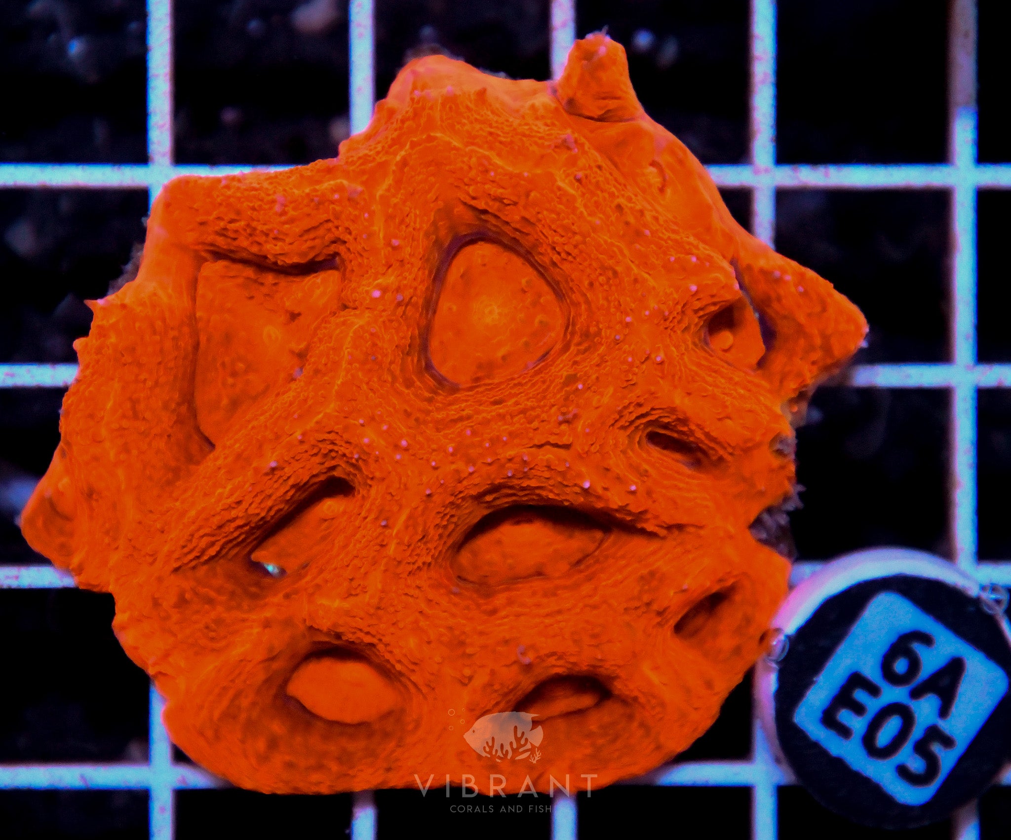 Acan Bower AUS