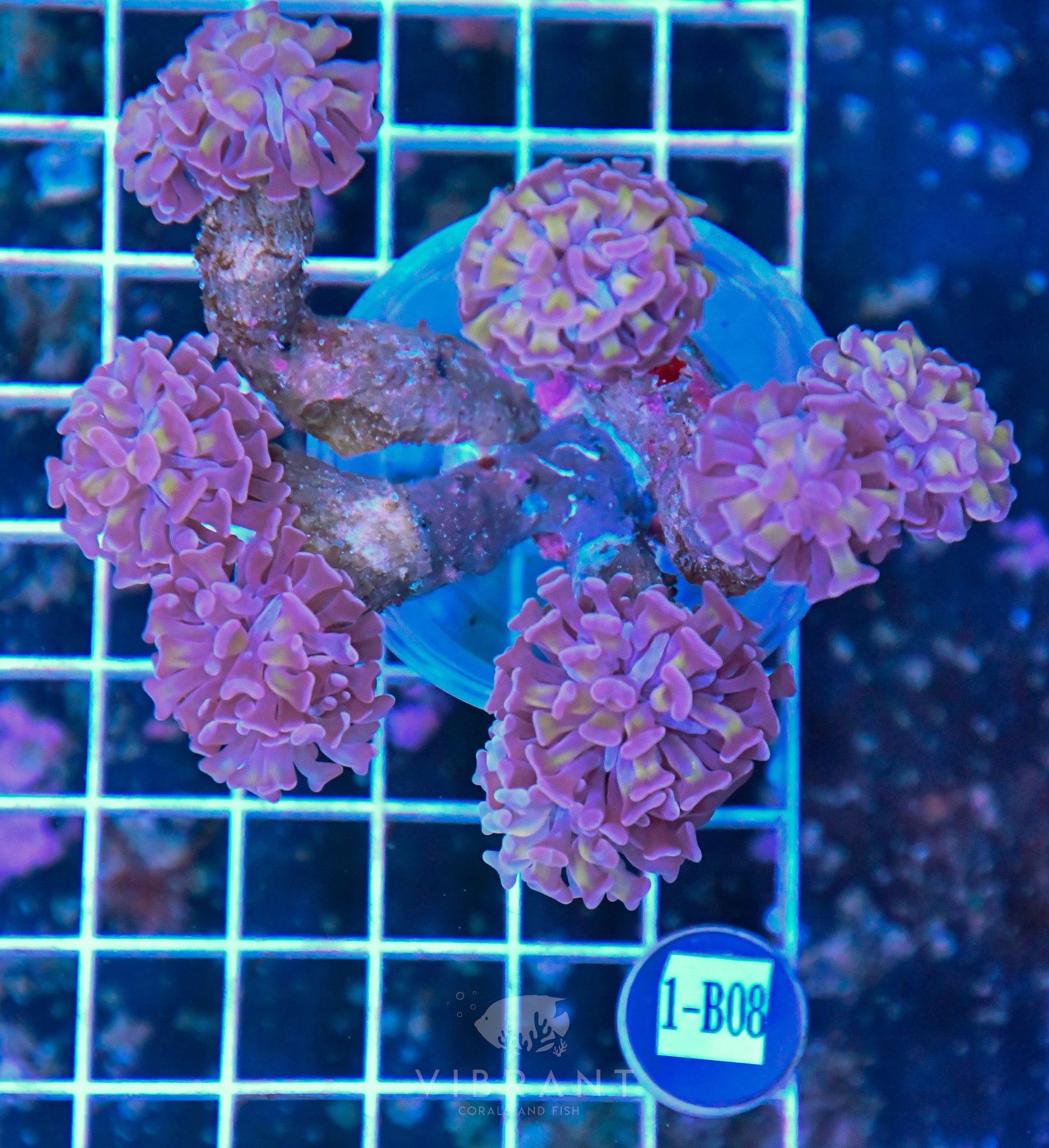 Hammer Branching INDO W