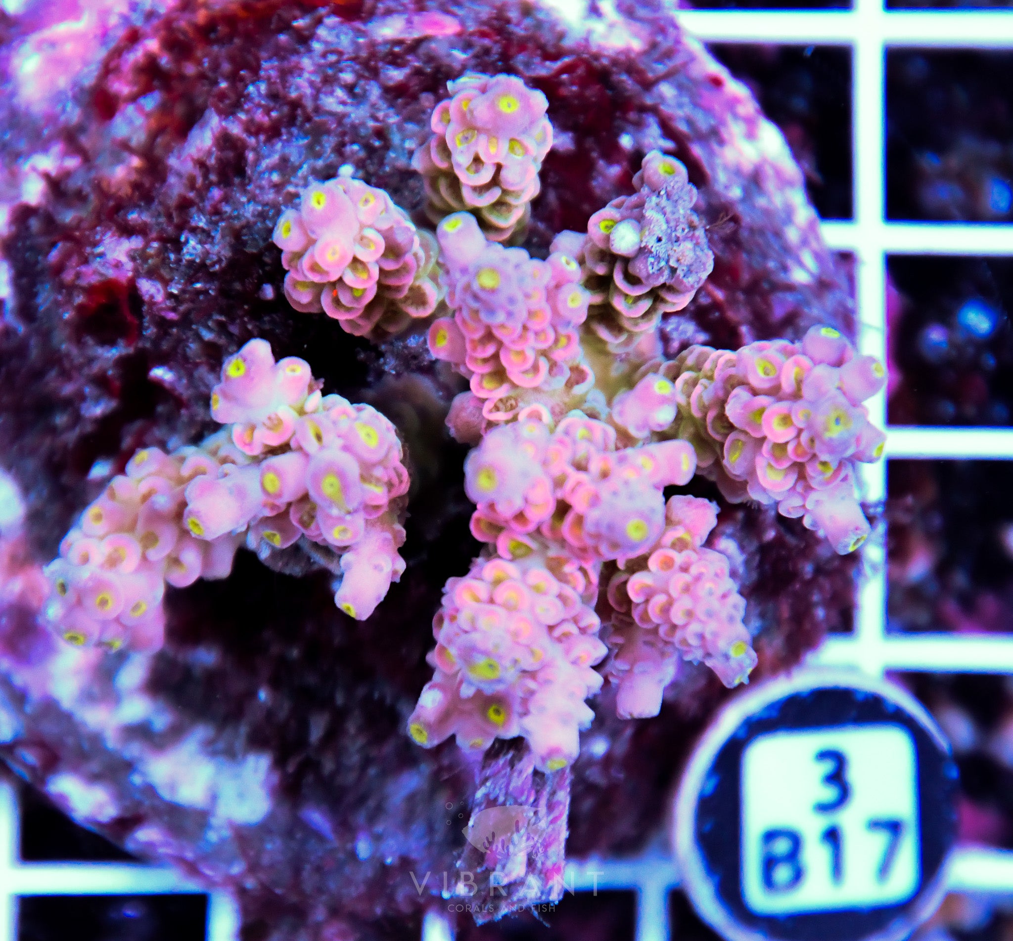 Acro INDO