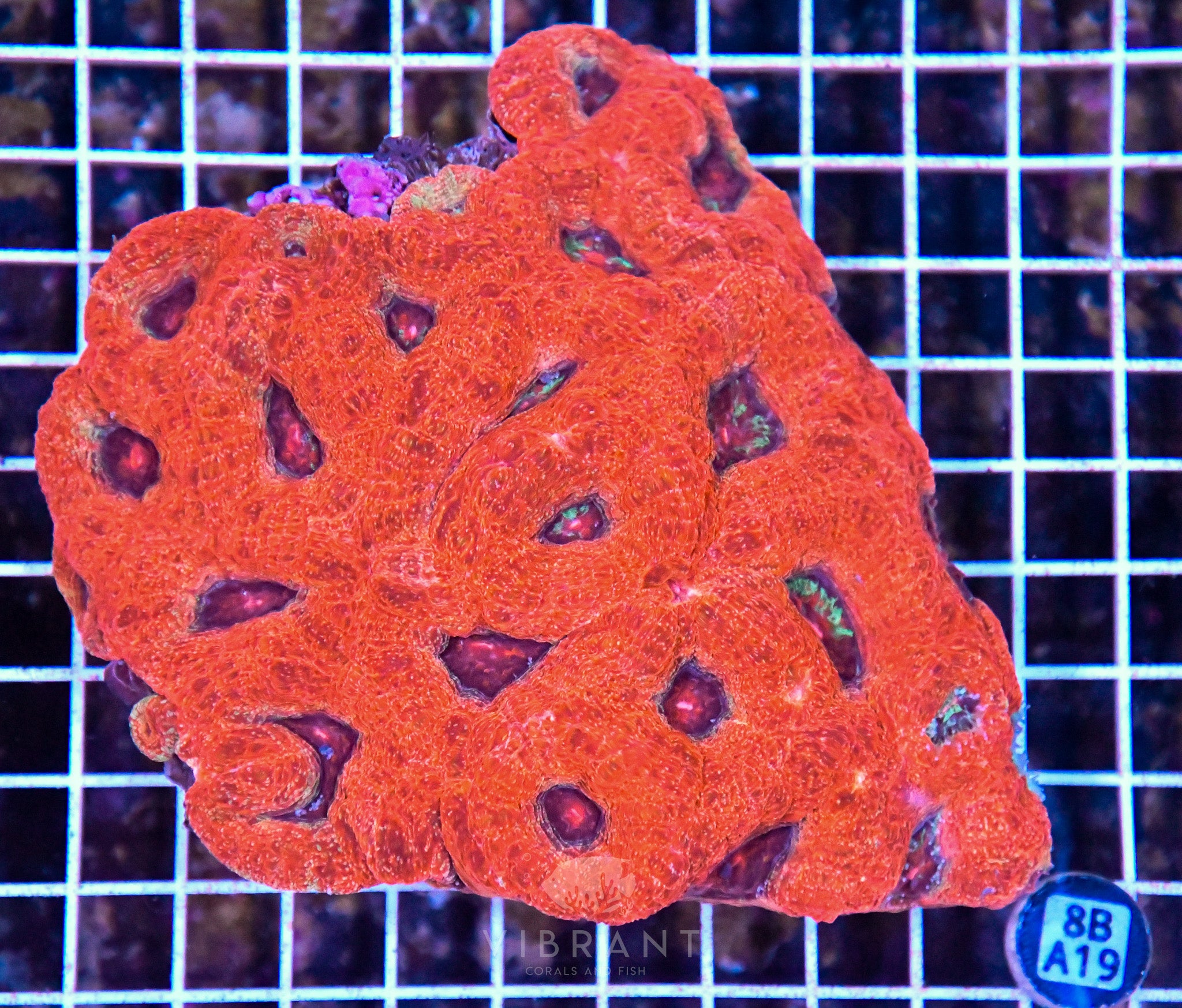 Acan Bower AUS
