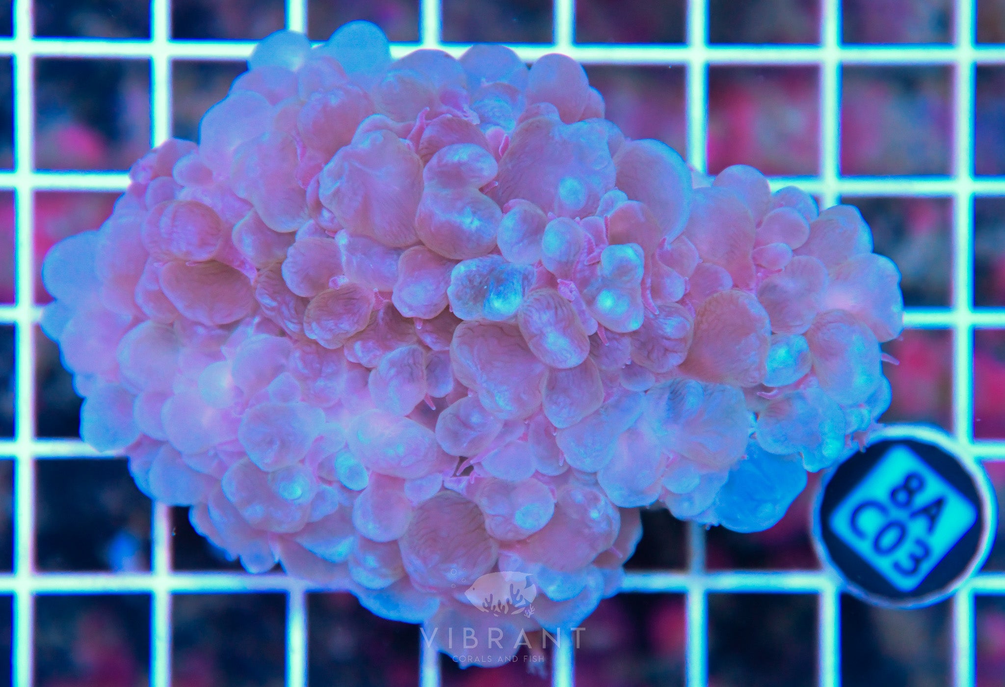 Bubble Coral AUS