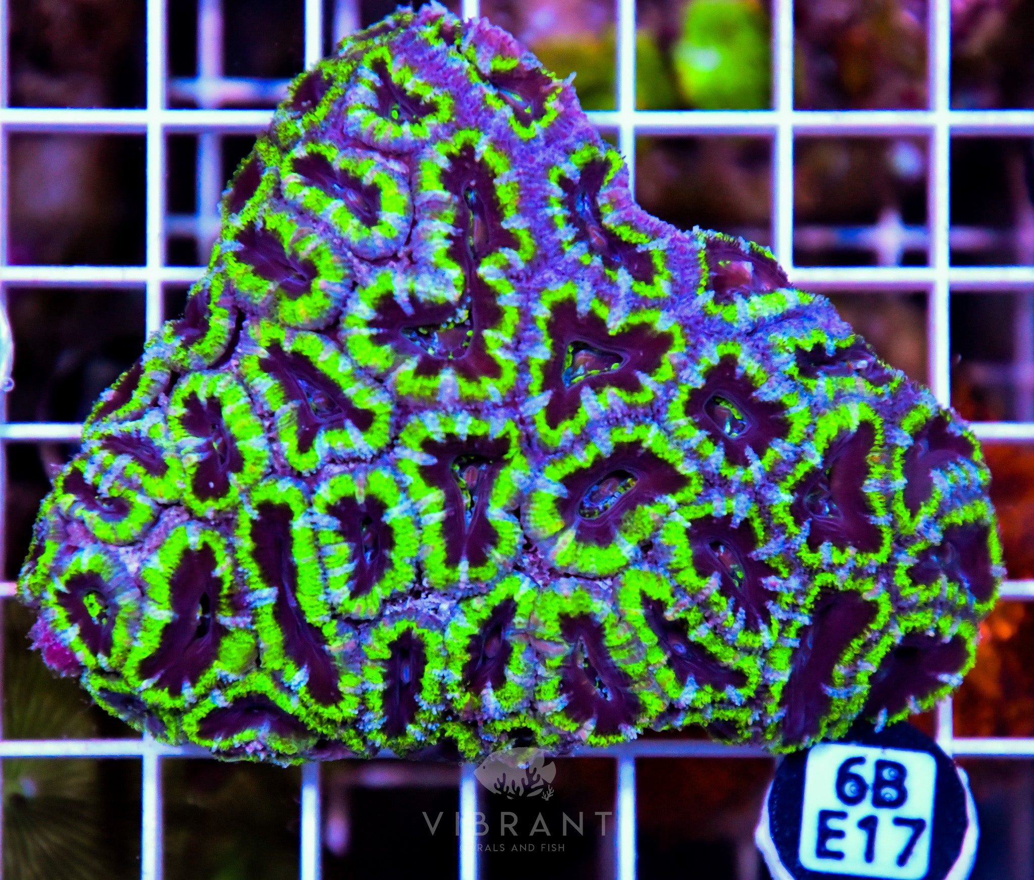 Acan Lord AUS