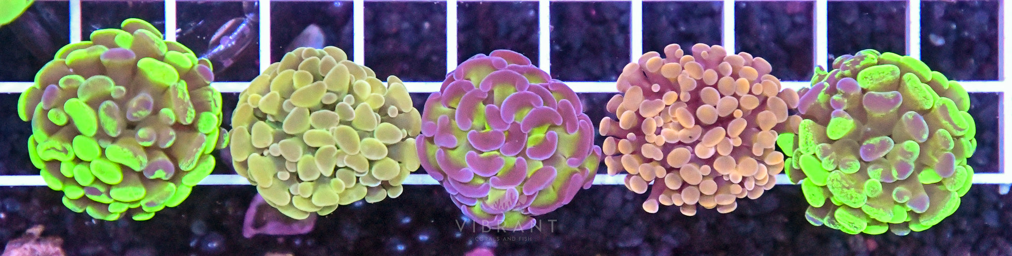 Hammer Branching INDO 5pc pk SAMPLE