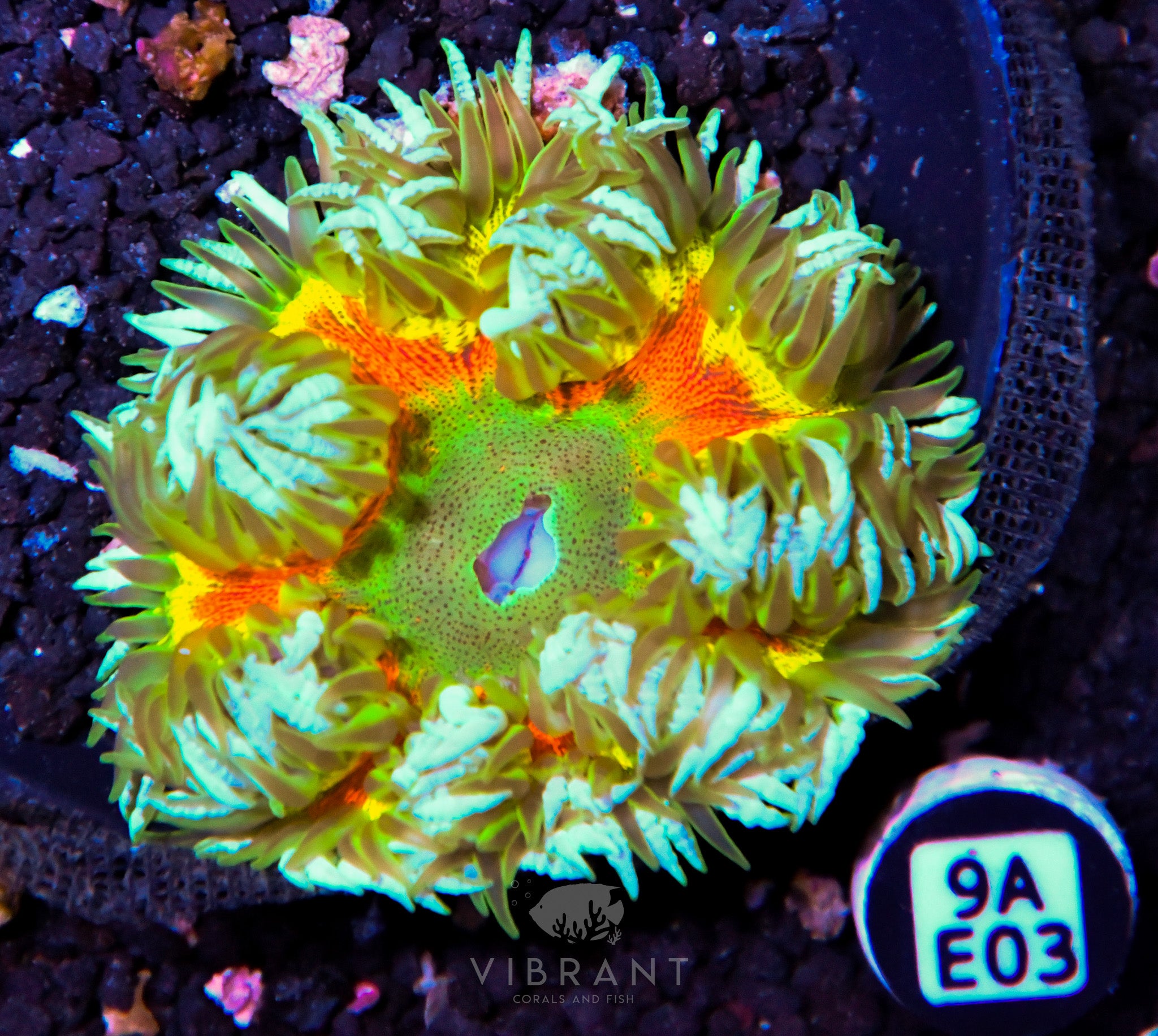 Rock Flower Anemone