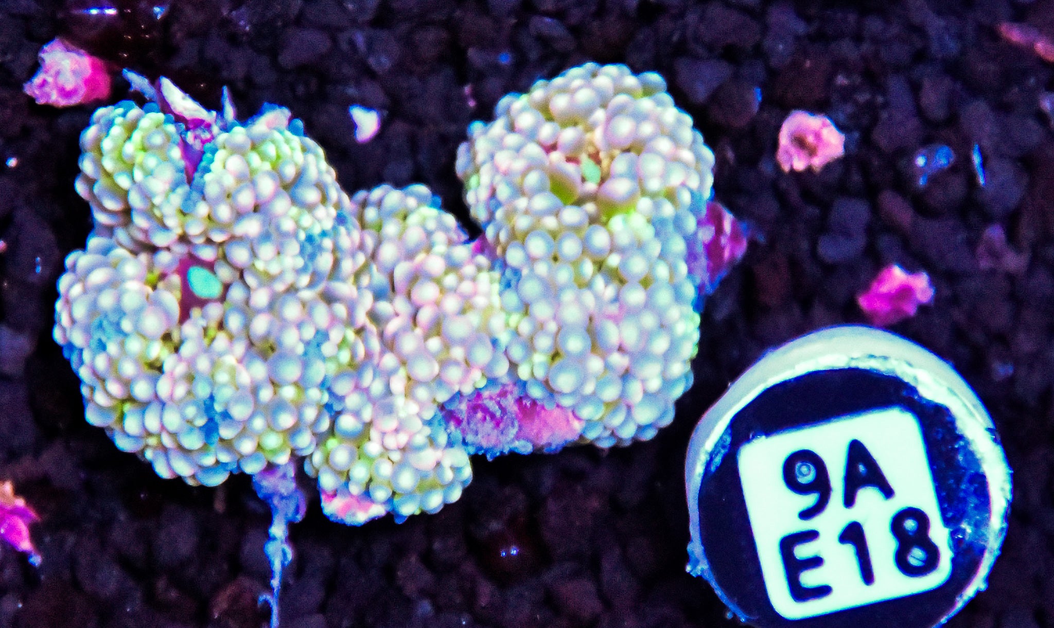 Ricordea Mushroom