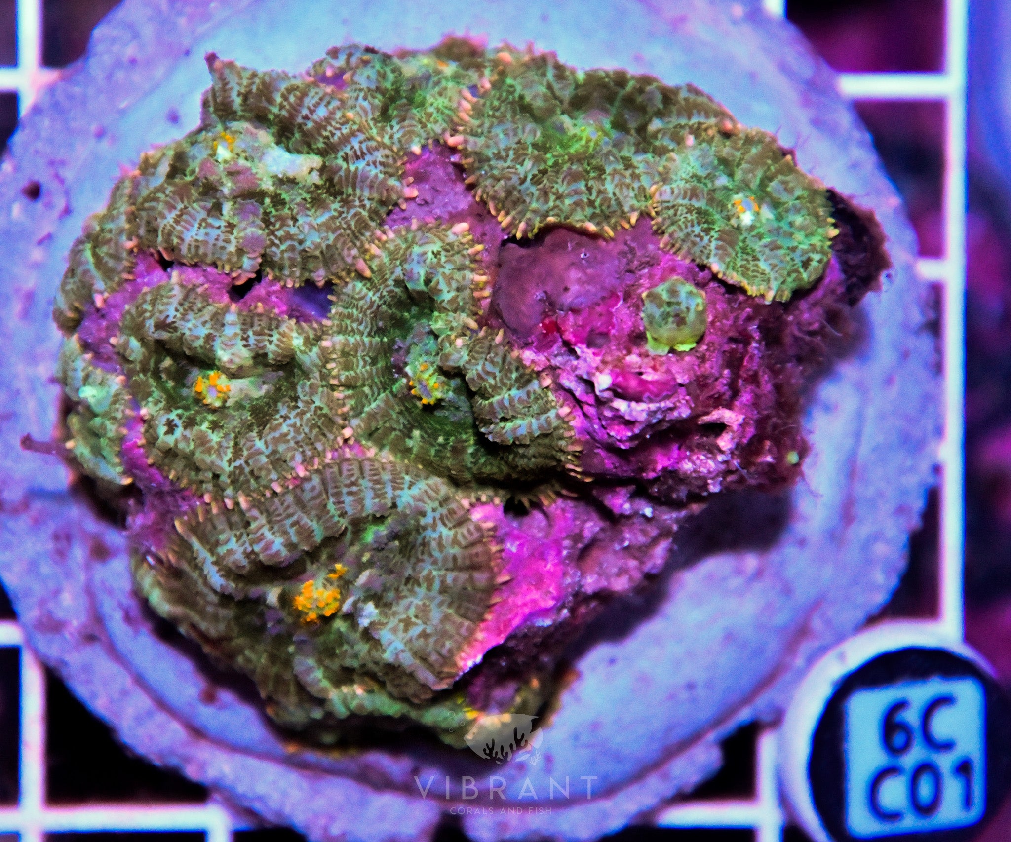 Mushroom INDO