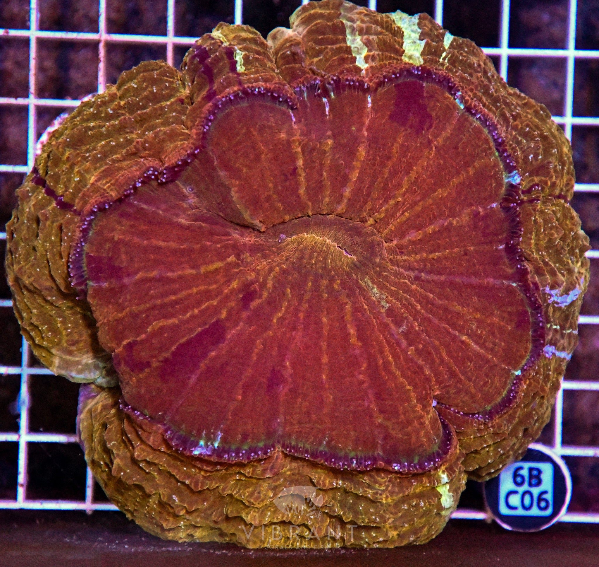 Acanthophyllia INDO W