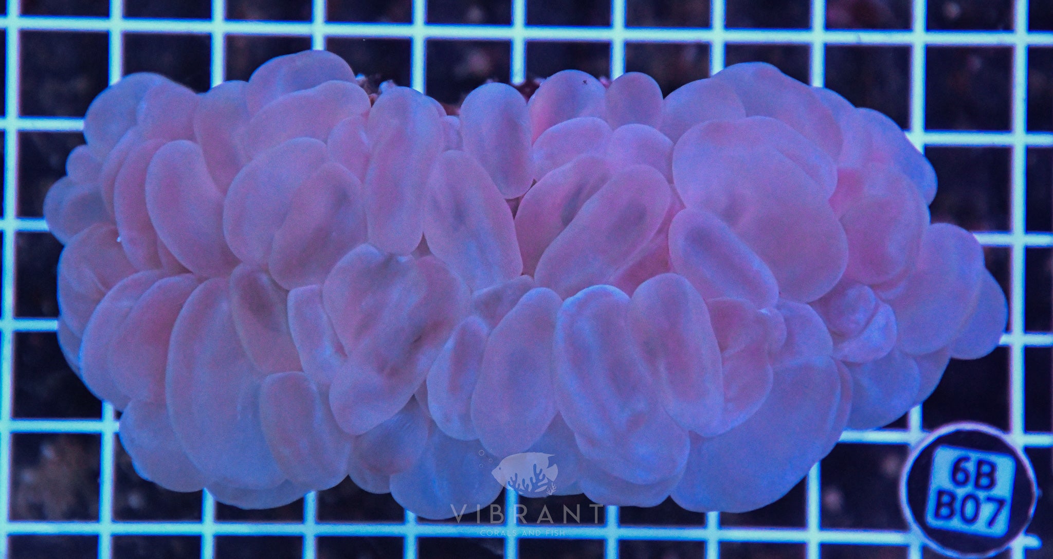 Bubble Coral SOL