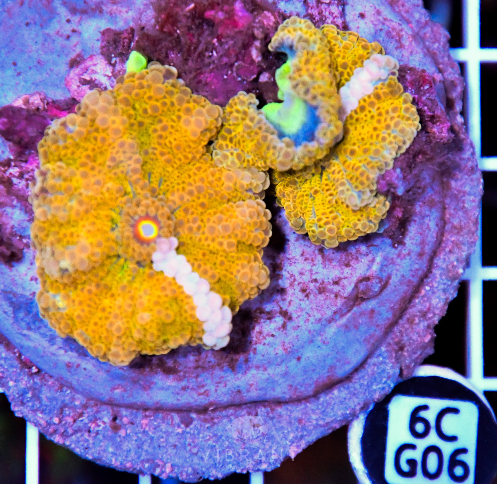 Mushroom INDO