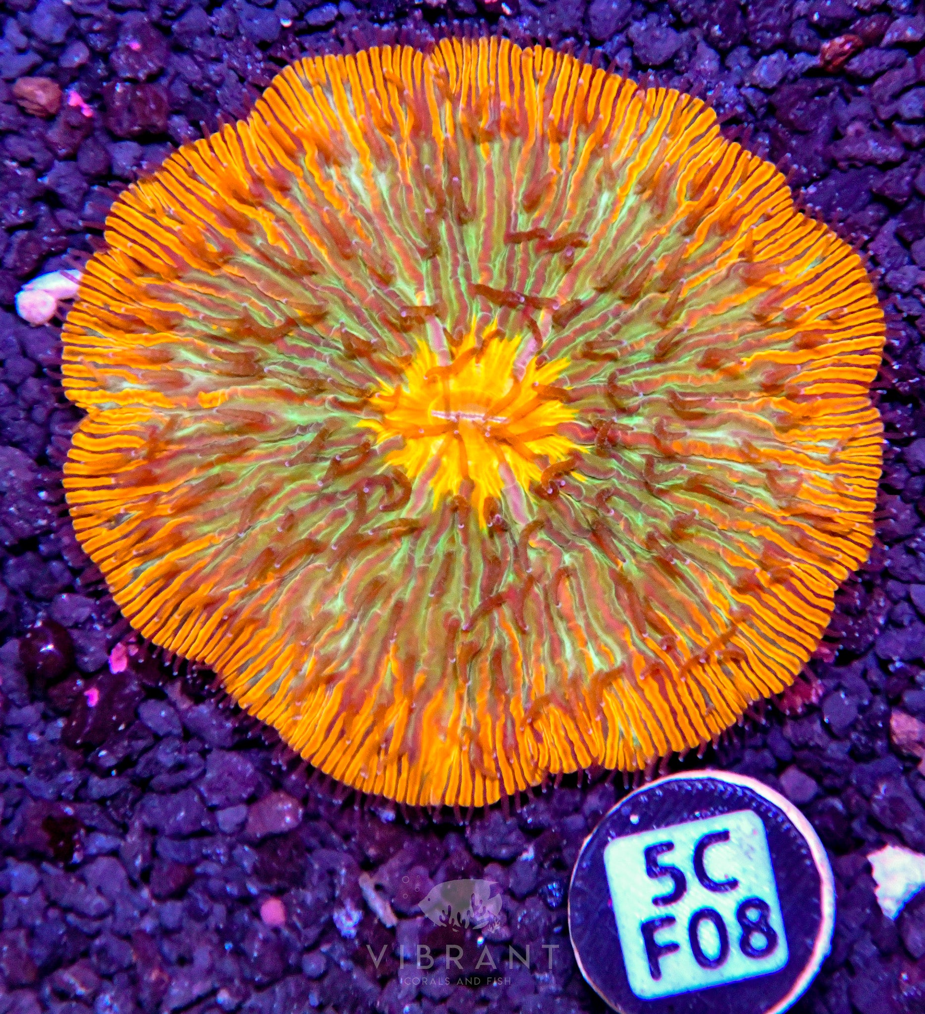 Fungia INDO W