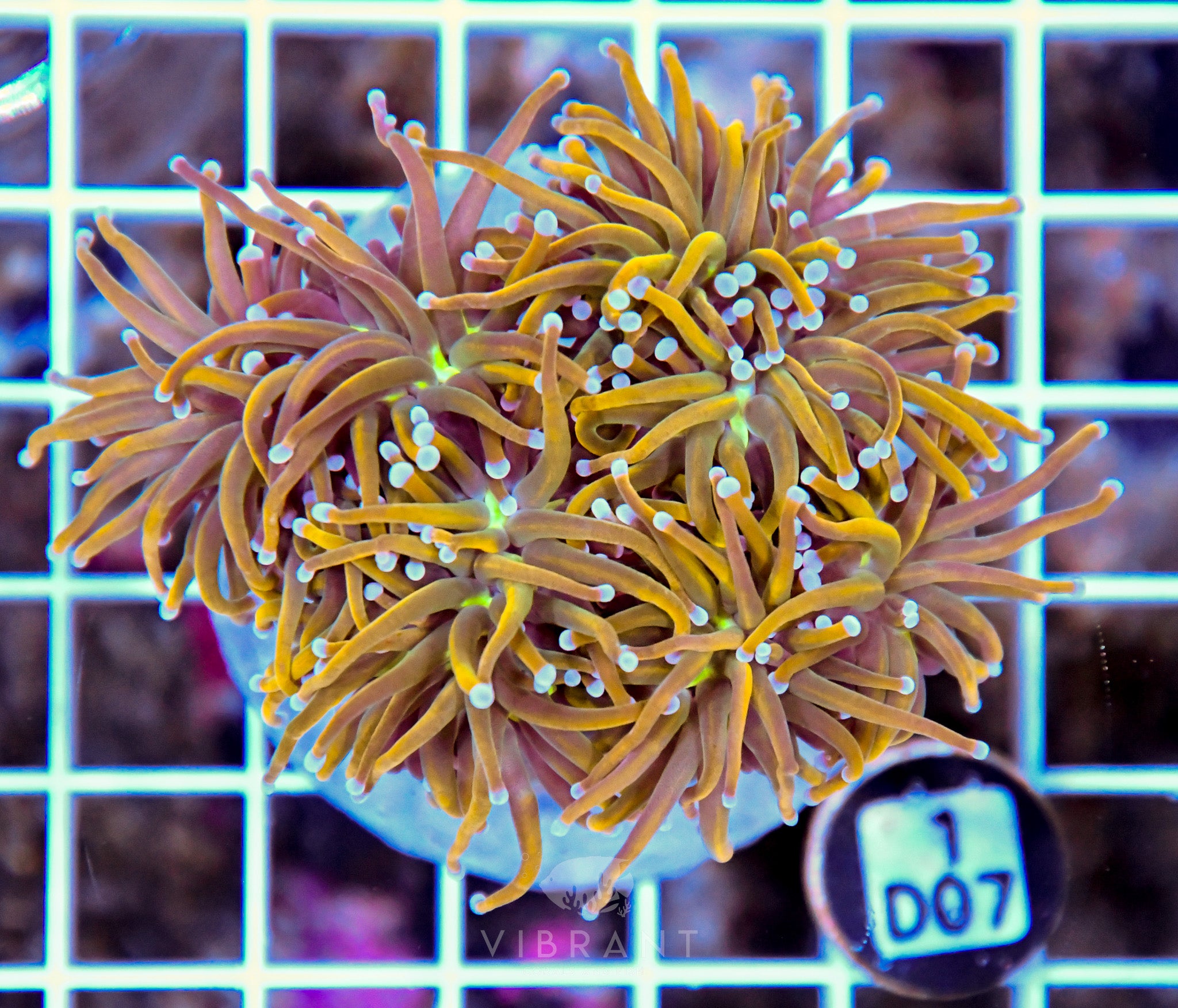 Torch INDO