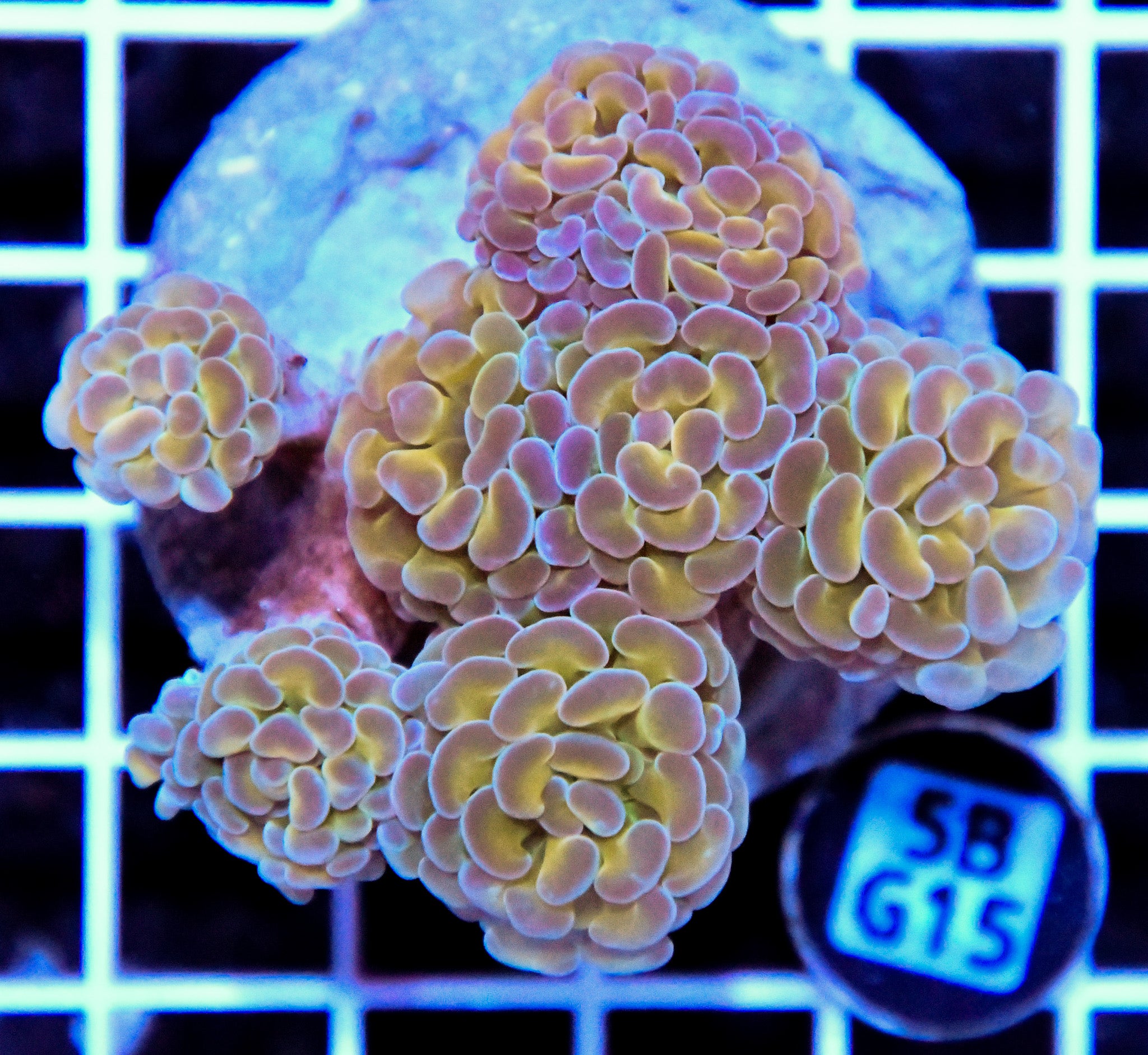 Hammer Branching INDO Halogram