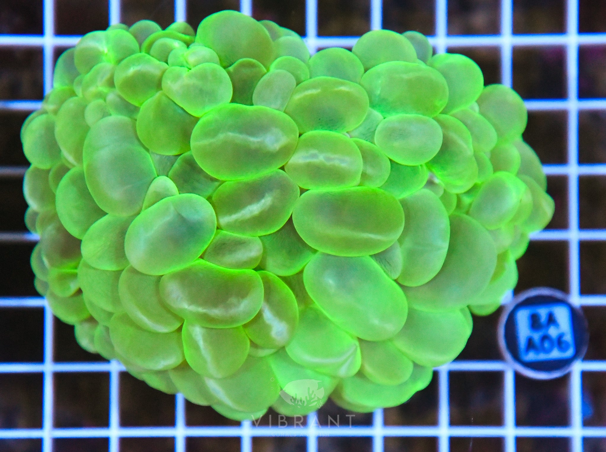 Bubble Coral INDO W