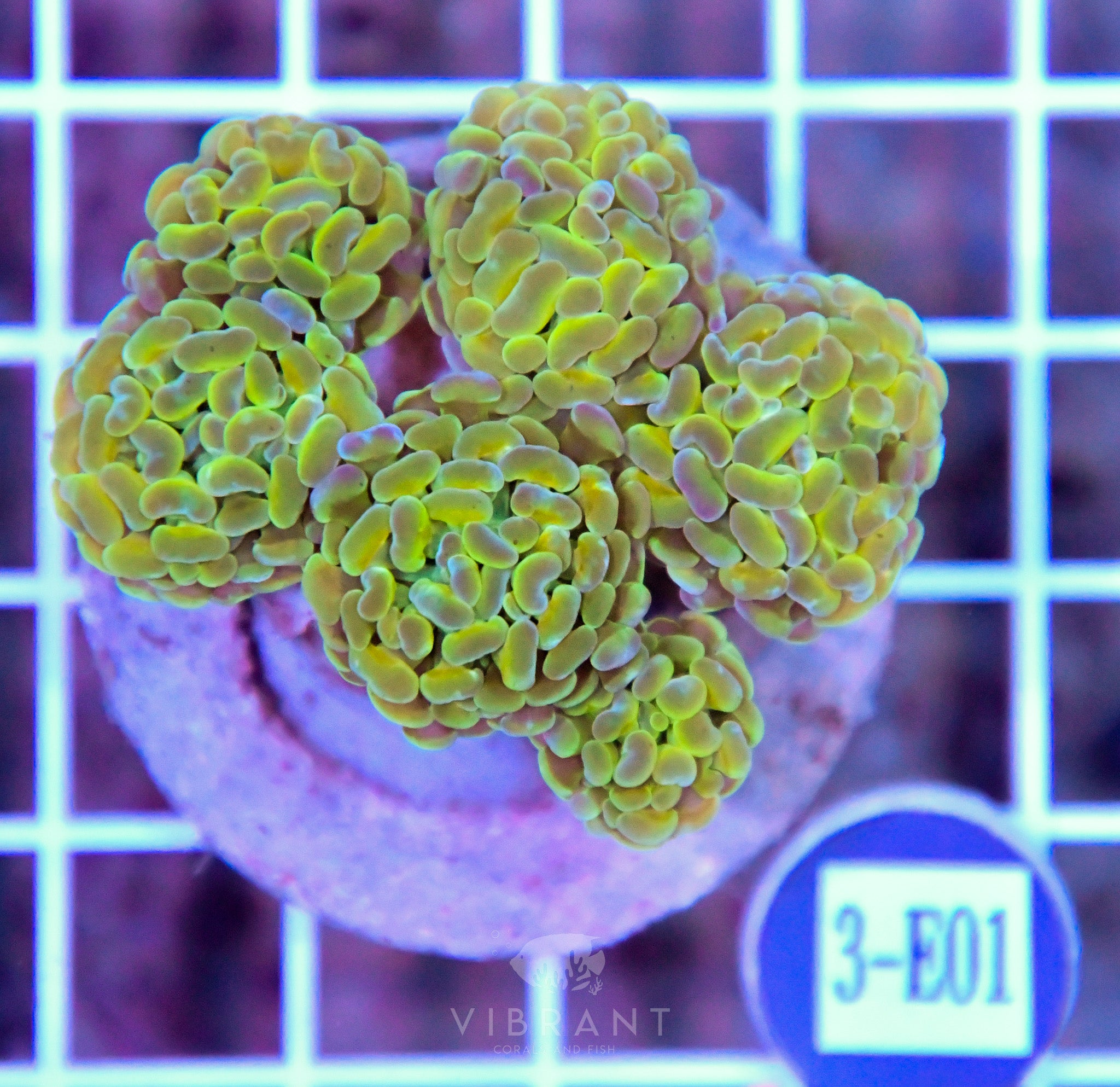 Hammer Branching Hologram INDO