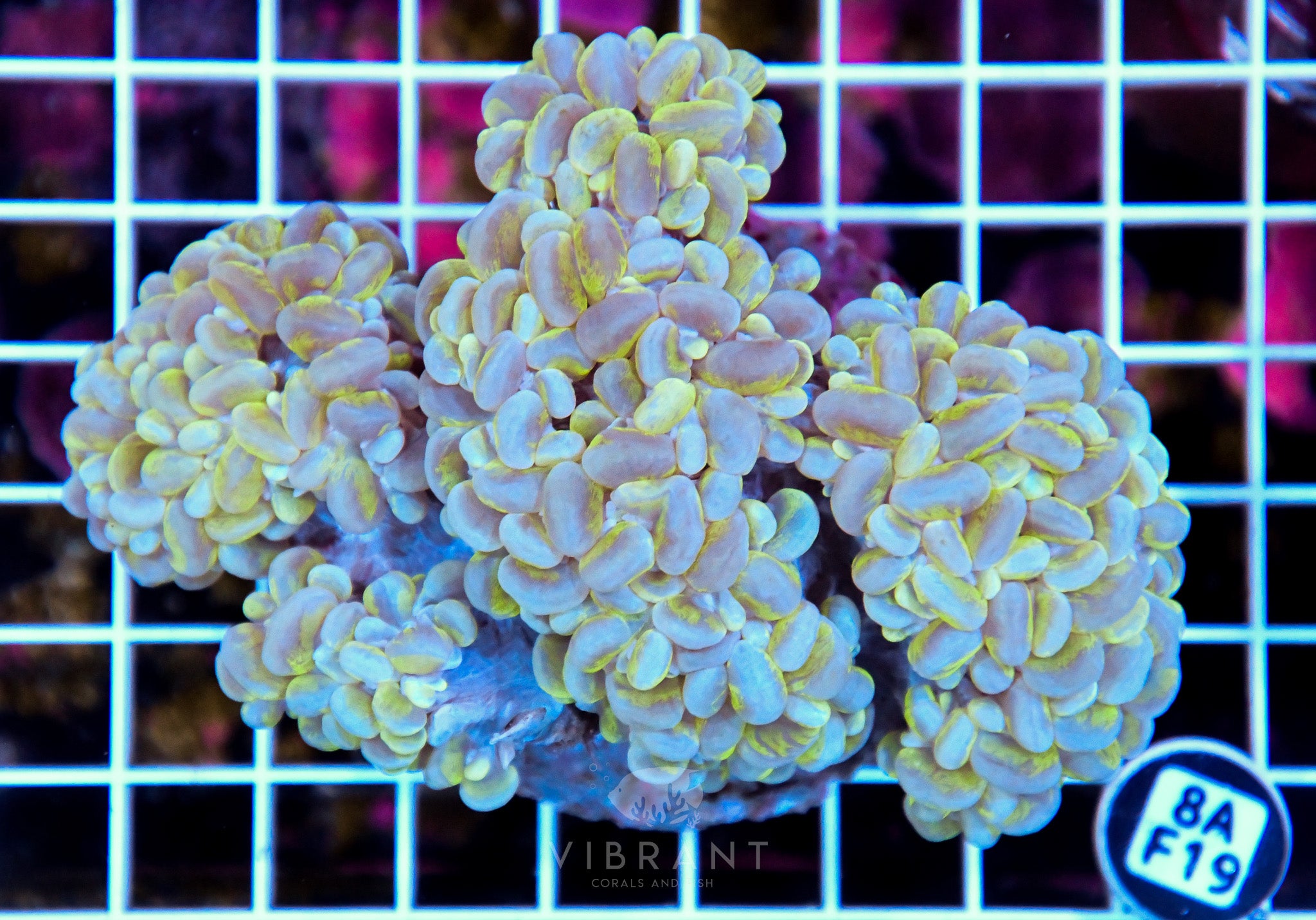 Bubble Coral INDO
