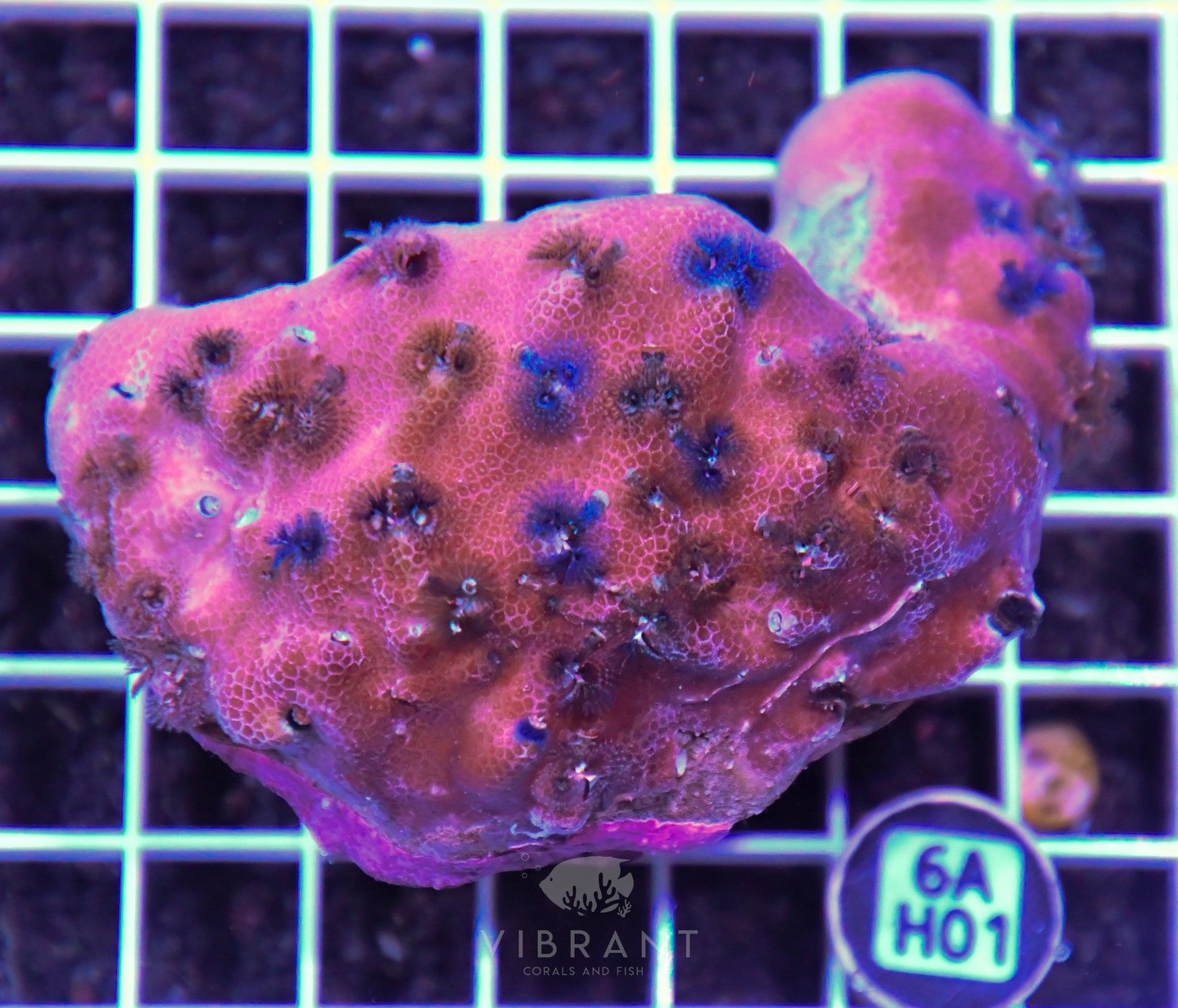 Christmas Rock INDO W