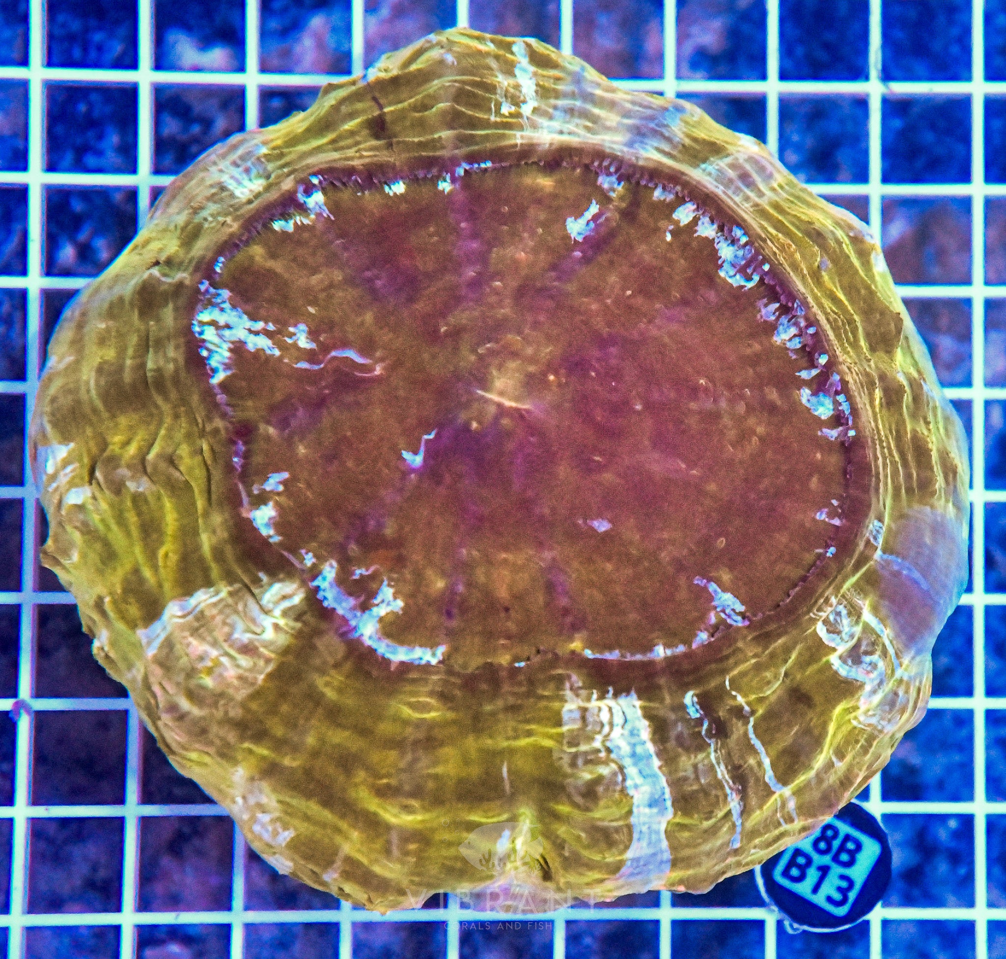 Acanthophyllia INDO W